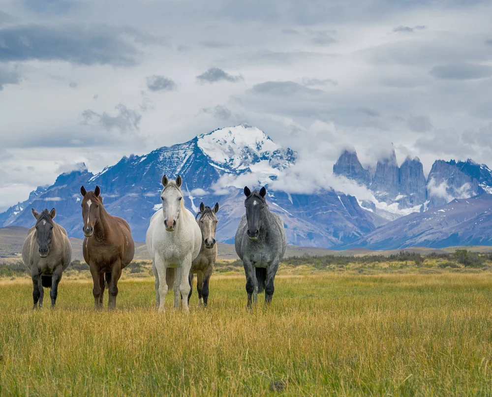 Patagonia horseback riding