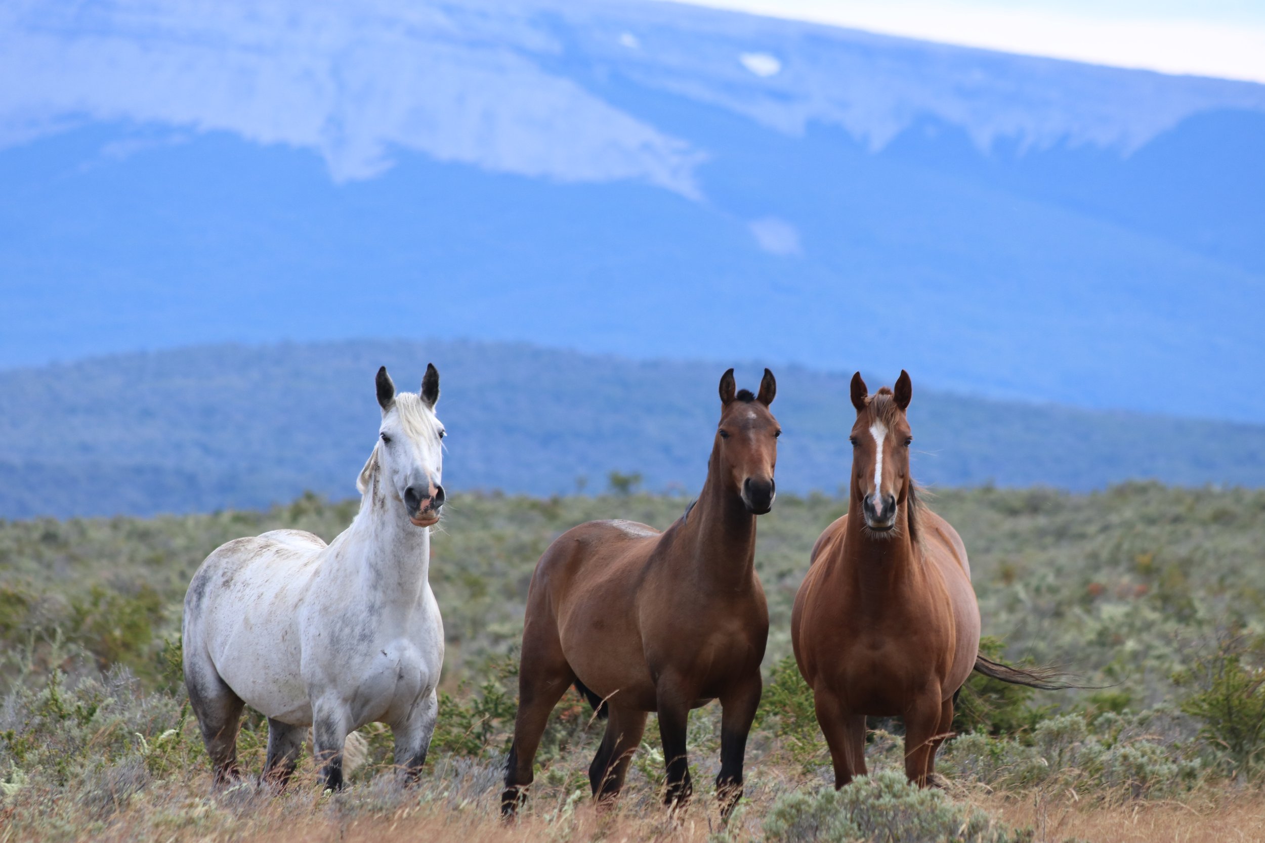 Three Criollo horses standing freely in open grasslands, watching over the landscape before another day on horseback.