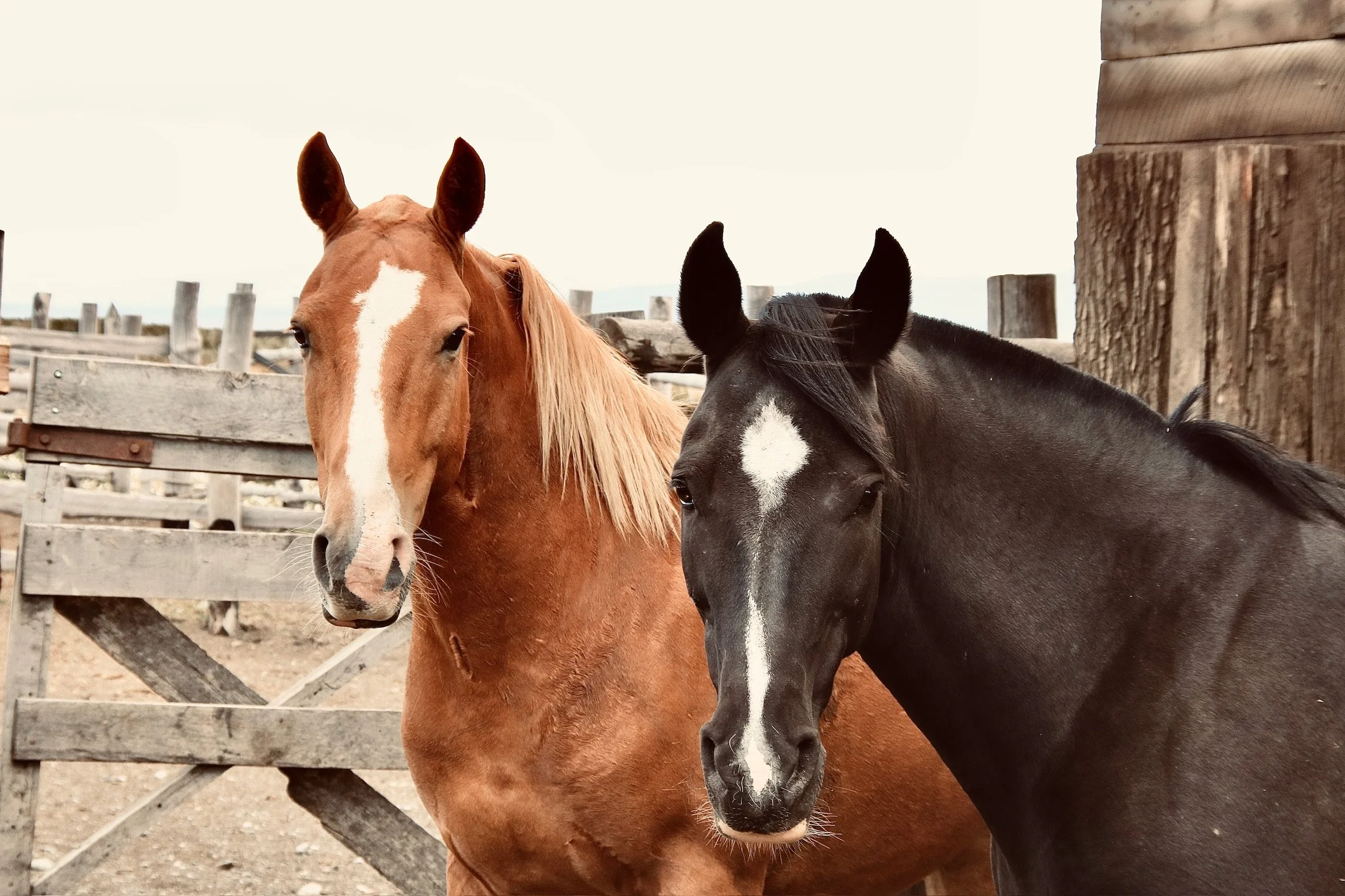 Two Criollo horses standing together at the estancia, waiting to begin another journey through Chilean Patagonia.