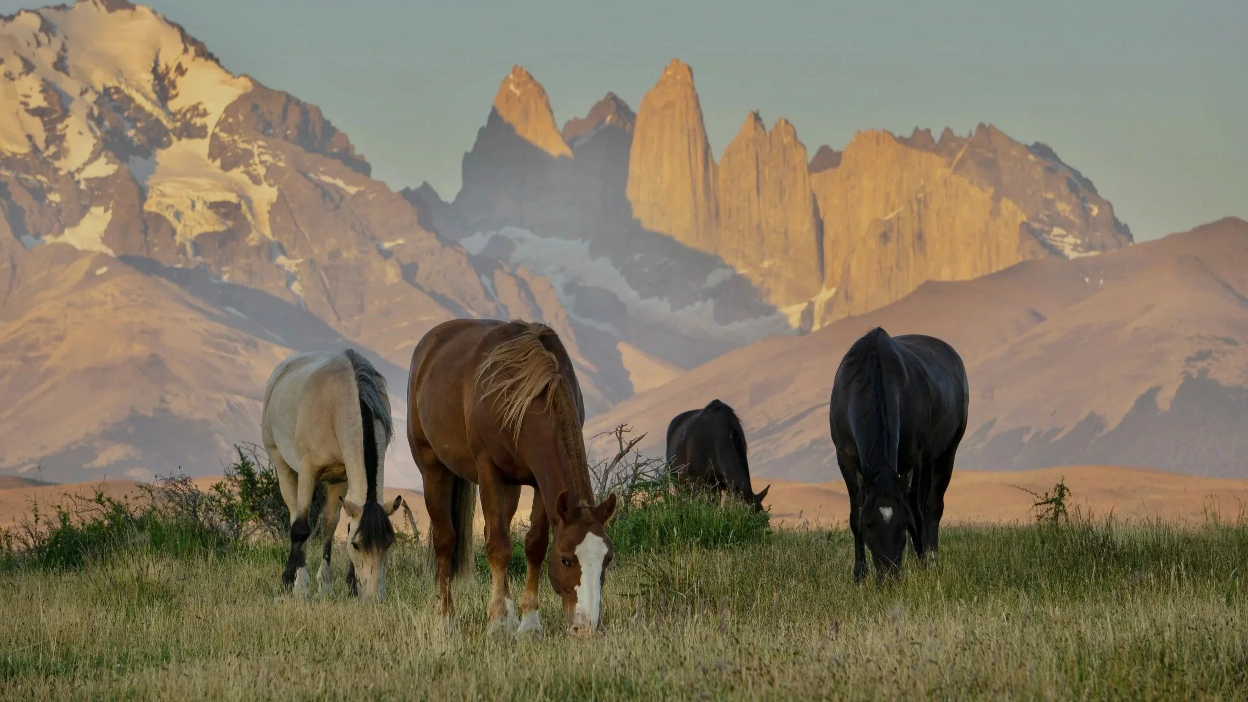 Criollo horses grazing freely with the Torres del Paine rising in the background at sunset.