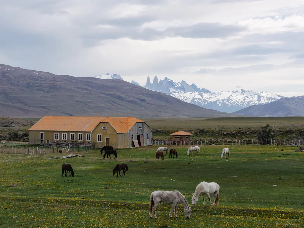 Patagonia horseback riding