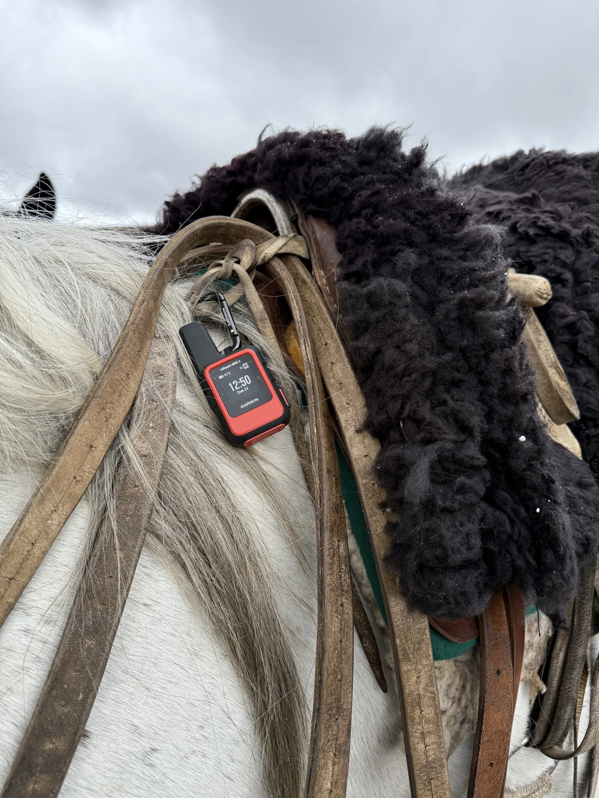 A horse carrying a Garmin inReach satellite communicator, used to maintain communication and safety in remote riding areas without mobile coverage.