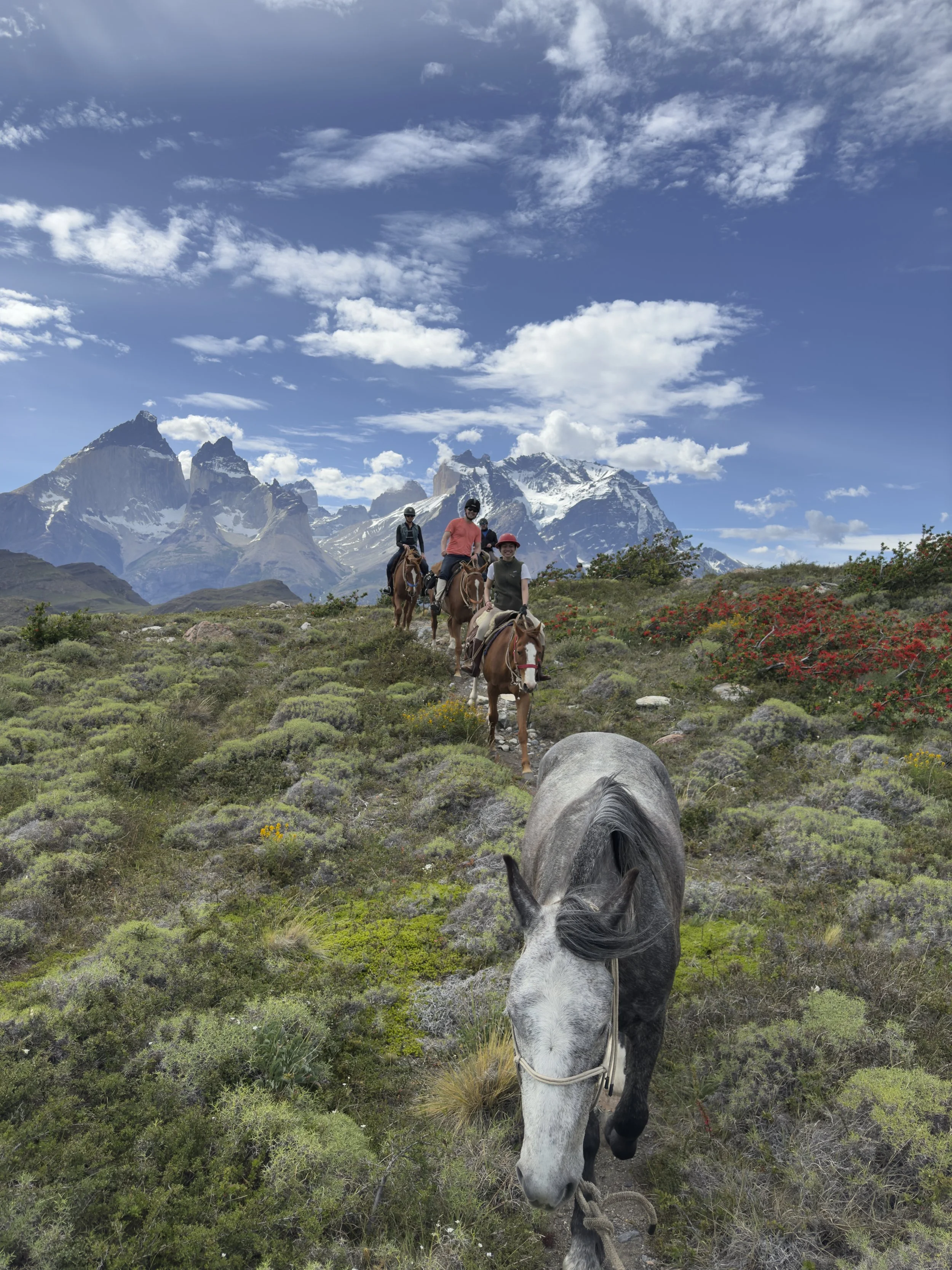 A rider leading a spare horse through Torres del Paine, with firebush flowers, the Cuernos del Paine, and Paine Grande rising in the background.