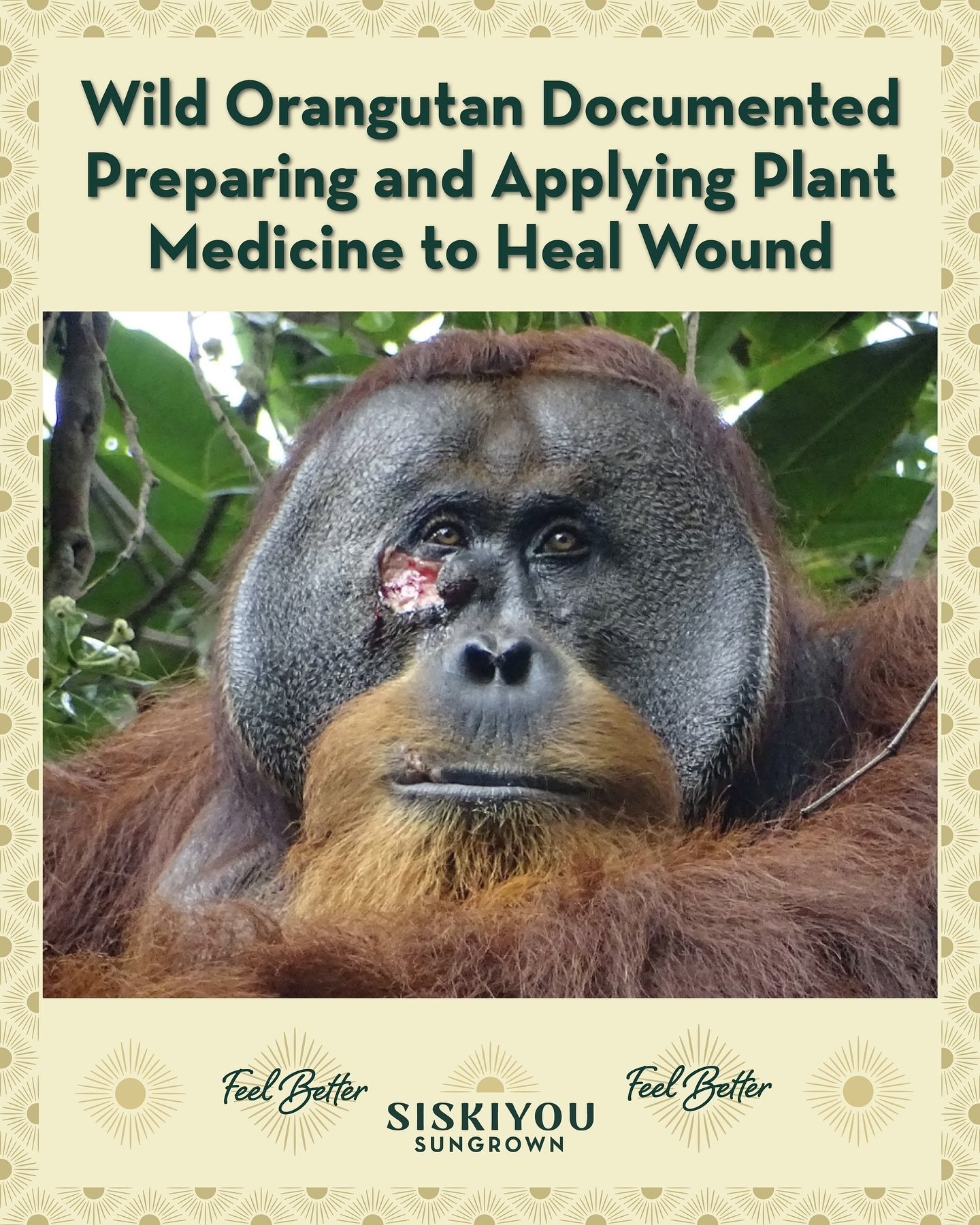 A 32 year old orangutan in Indonesia was documented in the first known case of active wound treatment with a medicinal plant by a non-human animal in the wild. Researchers observed him repeatedly dabbing chewed leaves of a liana vine onto a fresh fac