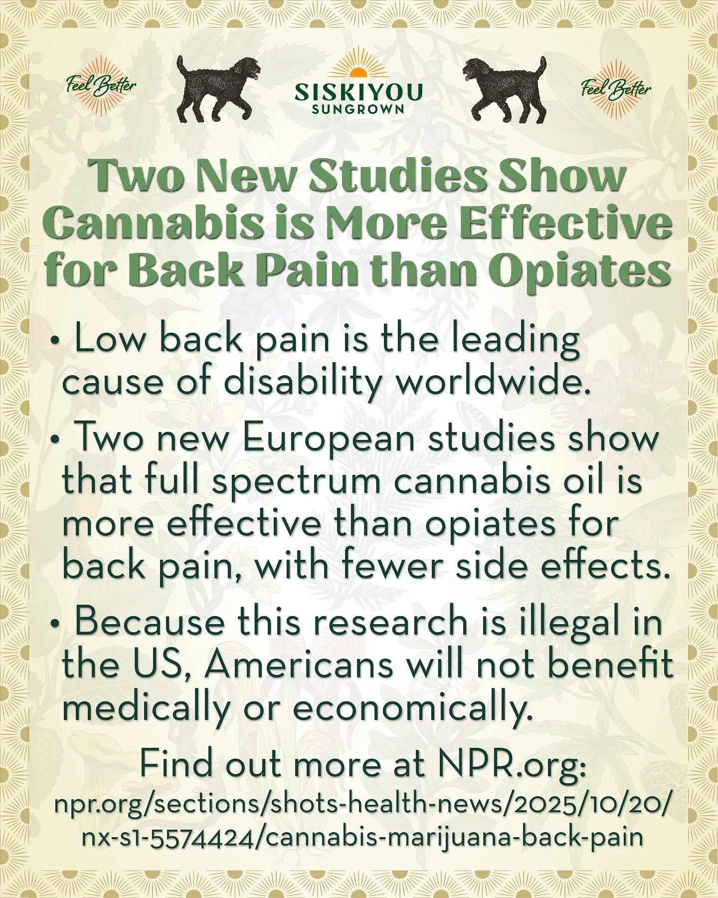 Low back pain is the leading cause of disability worldwide.
Two new European studies show that full spectrum cannabis oil is more effective than opiates for back pain, with fewer side effects.
Because this research is illegal in the US, Americans w