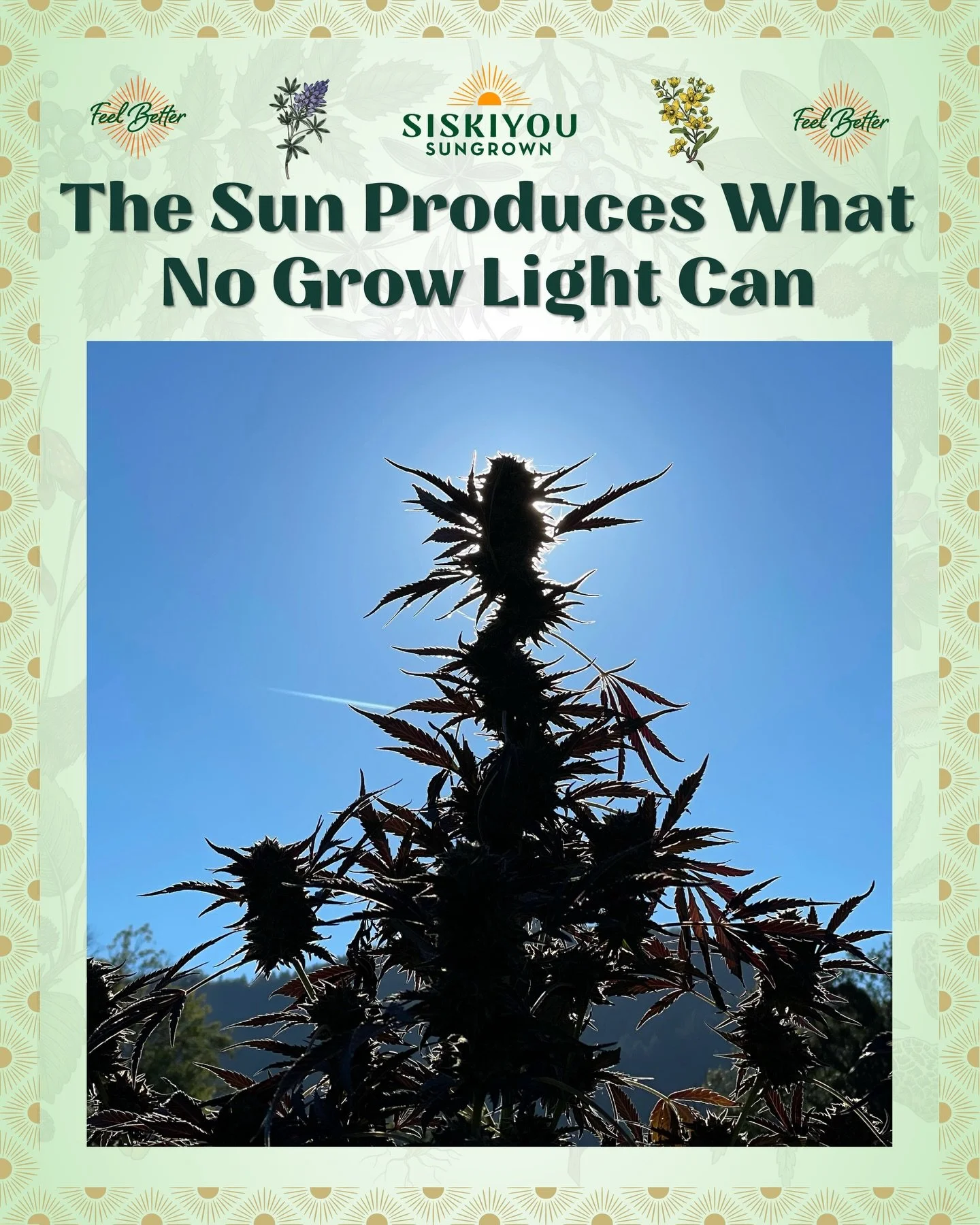 Did you know the sun grows a completely different plant than a grow light does &mdash; even from the exact same seed?

A Columbia University study compared genetically identical cannabis clones grown indoors vs. outdoors. The outdoor flower had more 