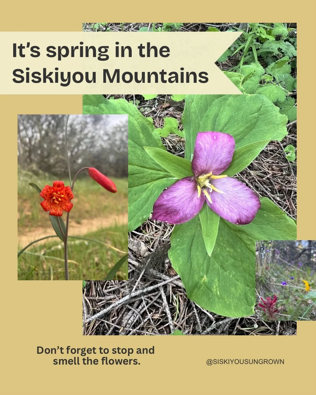 What&rsquo;s blooming near you?