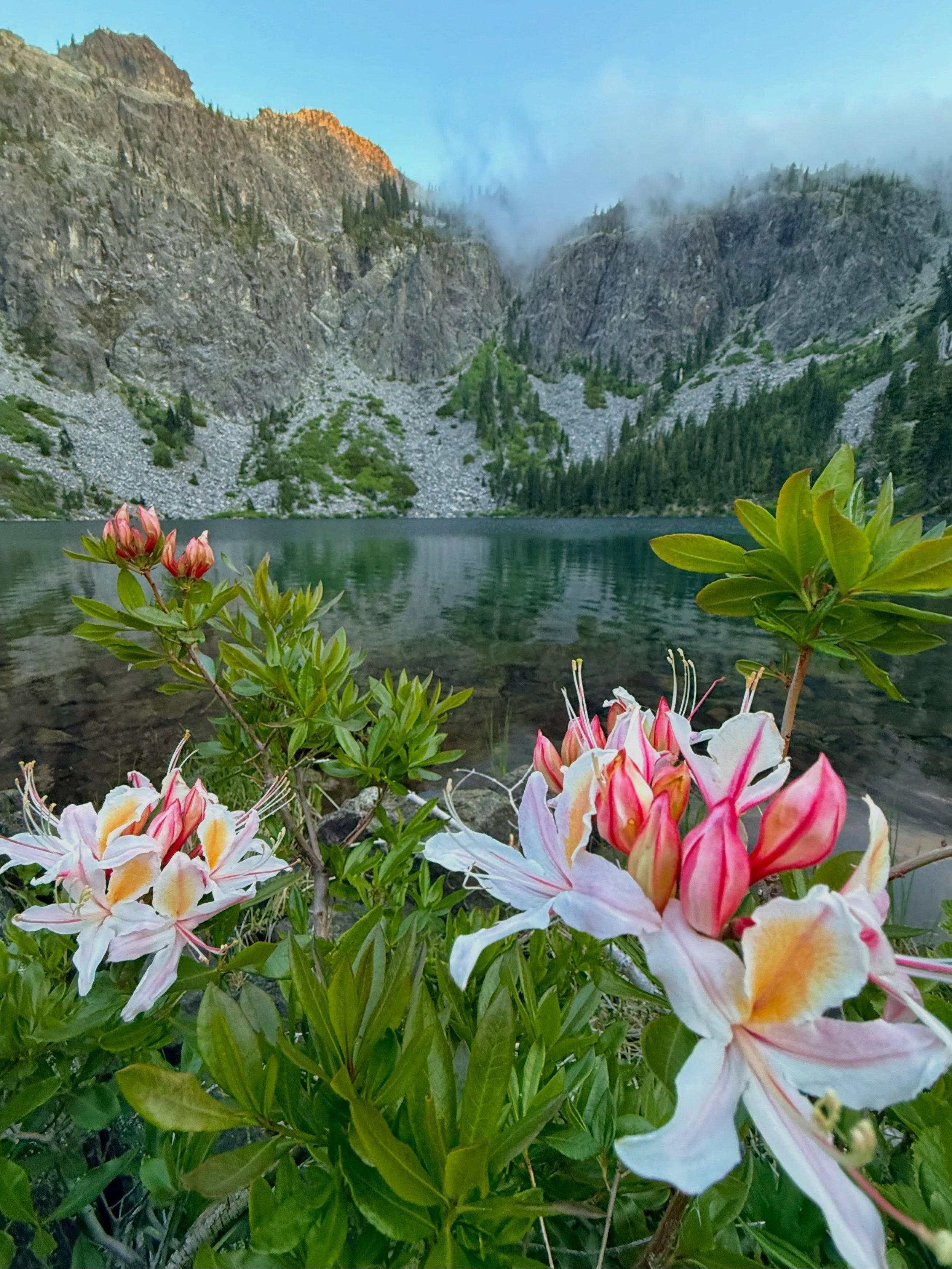 Established in 1984, the Siskiyou Wilderness protects vast expanses of breathtaking, trailless, rugged high country. Let&rsquo;s take a moment to deeply appreciate those who work to defend the last refuges of endemic wonder. 

#SiskiyouWilderness #Wi