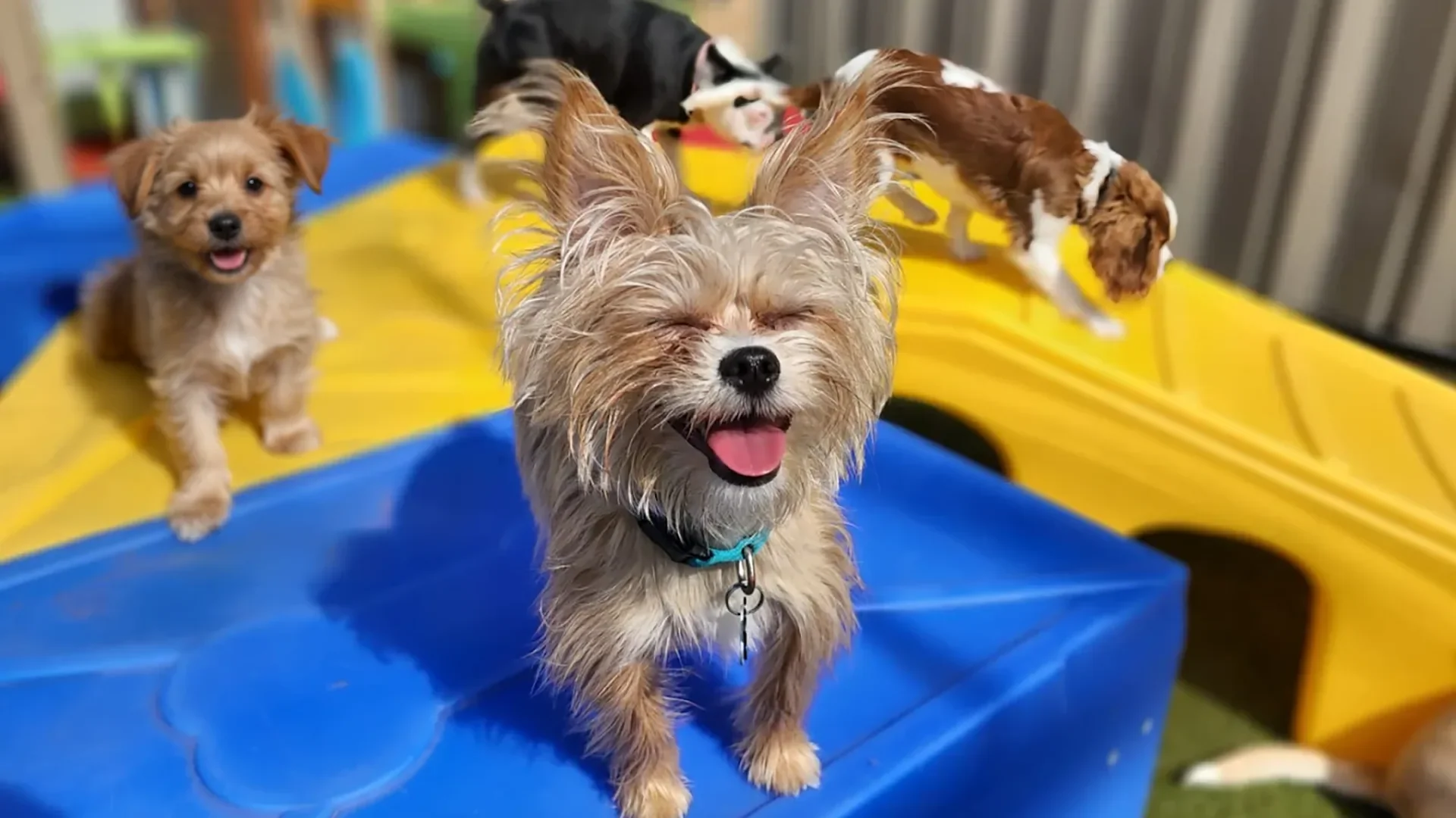 Beyond the Backyard: Why Structured Socialization at Dog Daycare is the Ultimate Gift for Your Dog