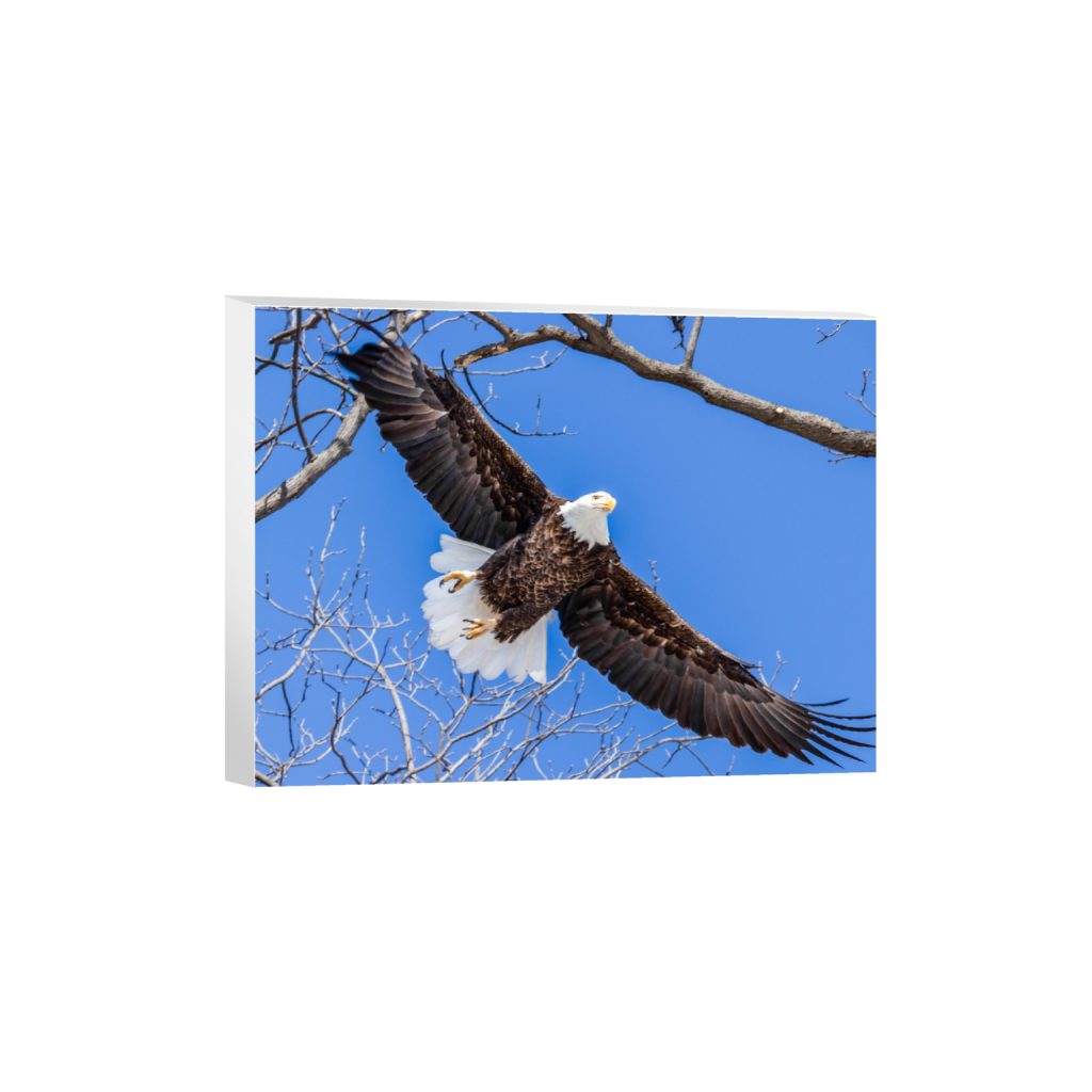 canvas_rectangle3_4_112_0_2133_1600_0_false_ffffff_0_0.png