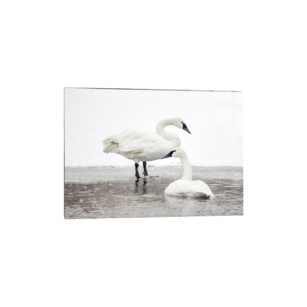 metalprint_rectangle5_7_0_0_3242_2315_0_false_ffffff_0_0.png