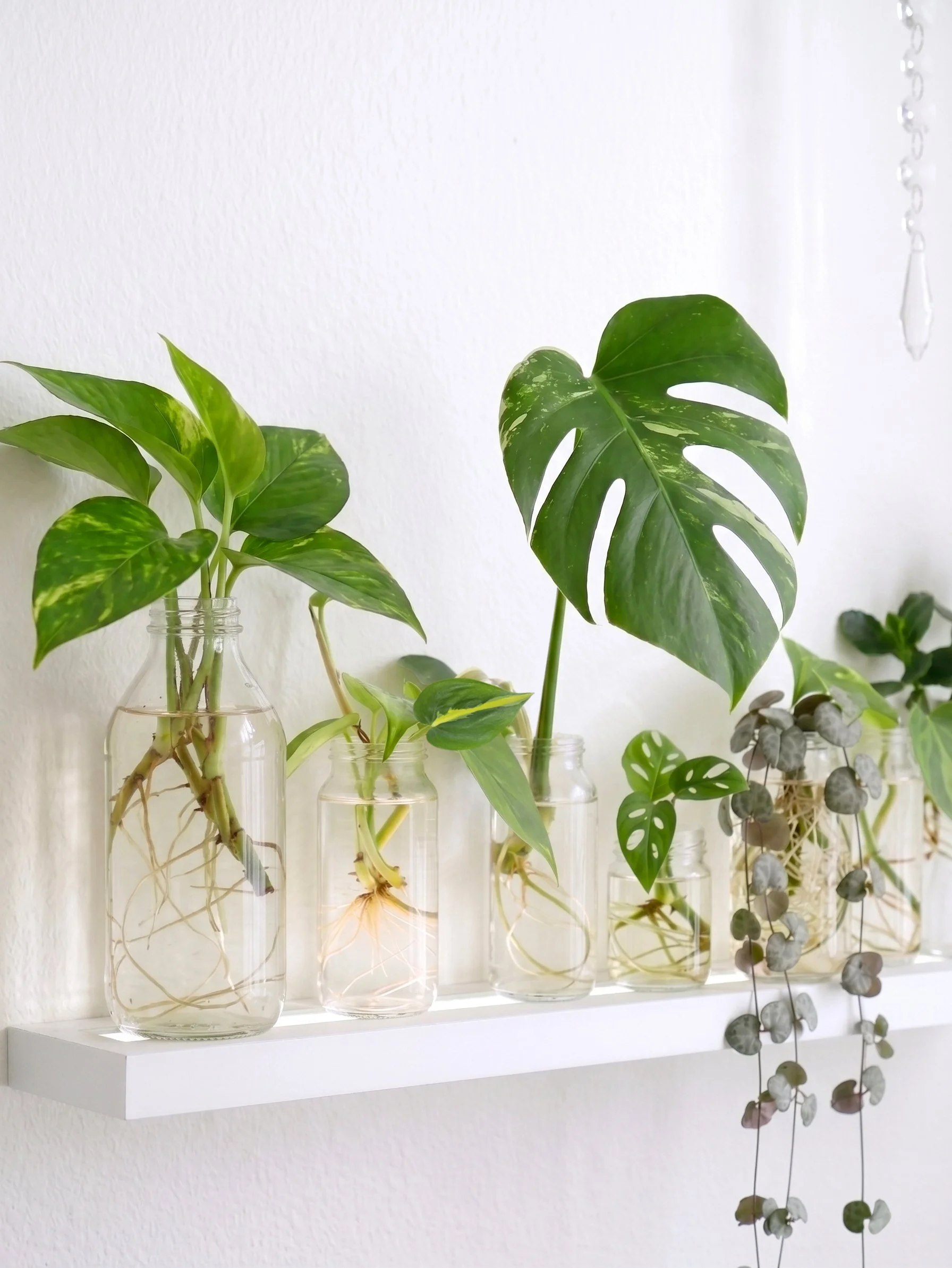 Growing Beautiful Water Displays from the Plants You Already Have