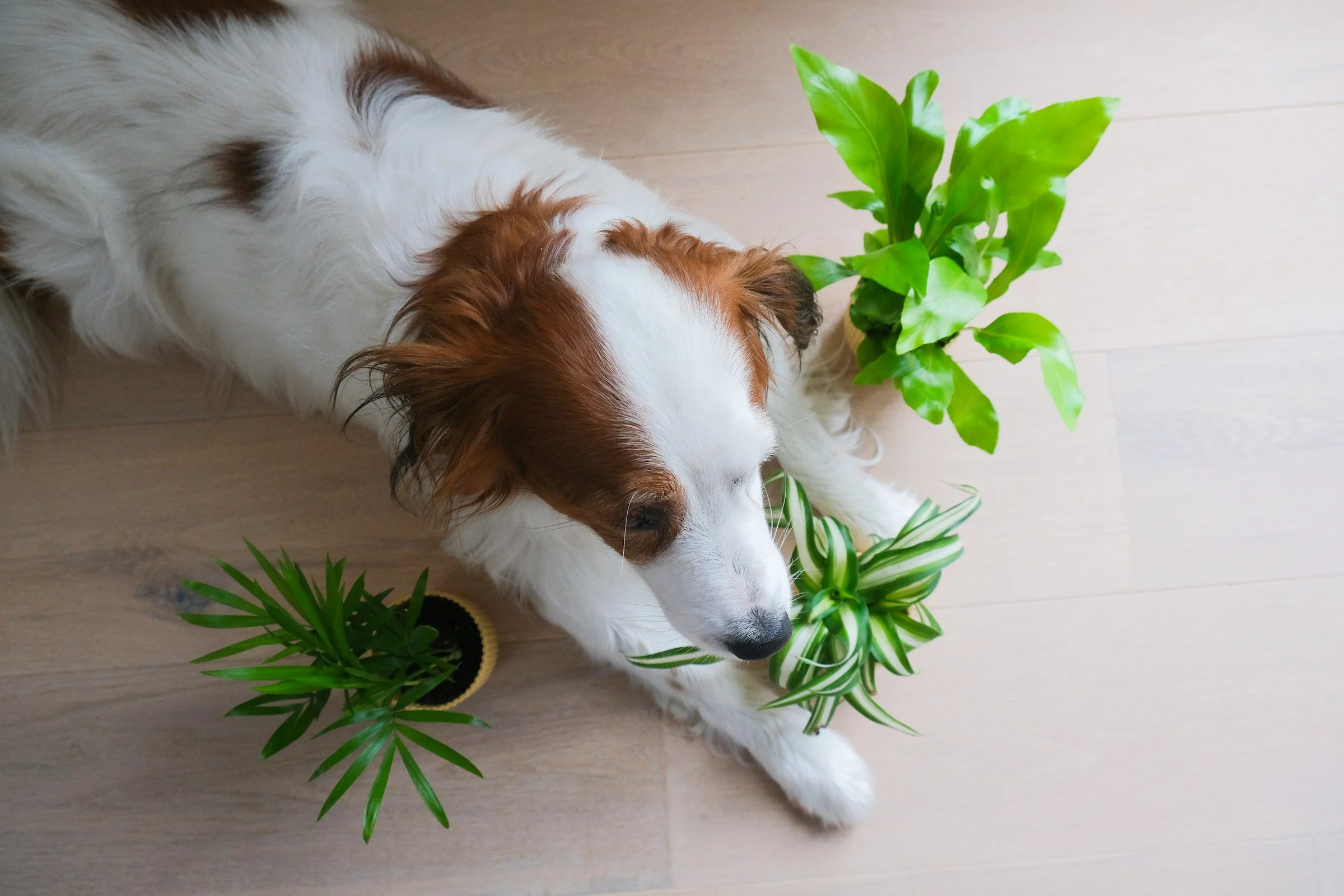 The Indoor Jungle Guide: Pet-Safe vs. Toxic Tropical Houseplants (And the Perfect Swap for Every Room)