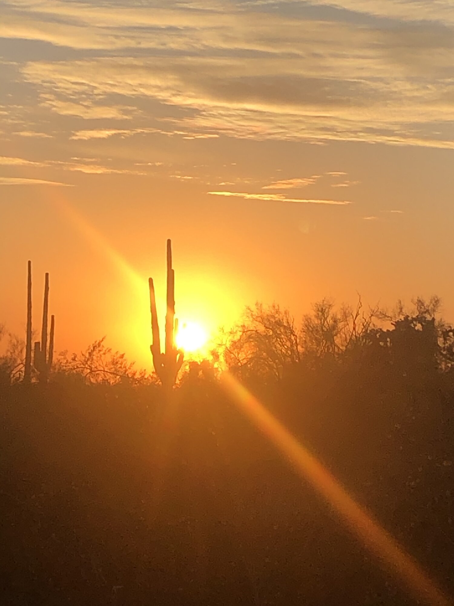 cactus.jpeg