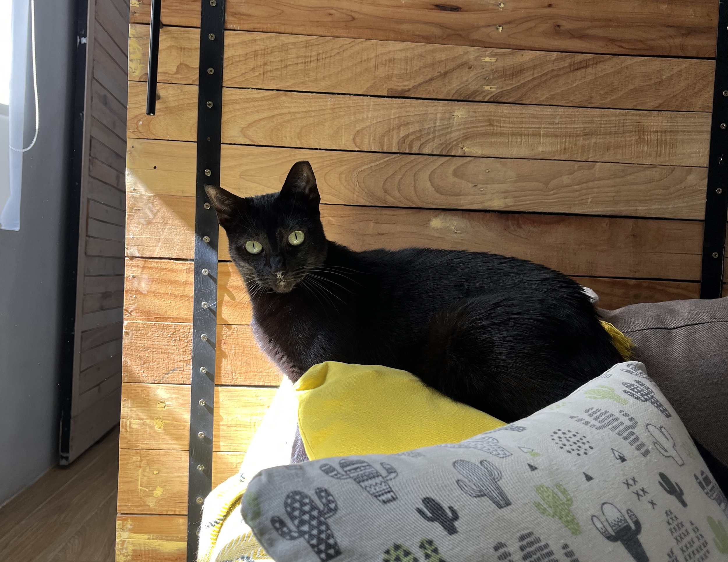 But mom, where’s the tuna?