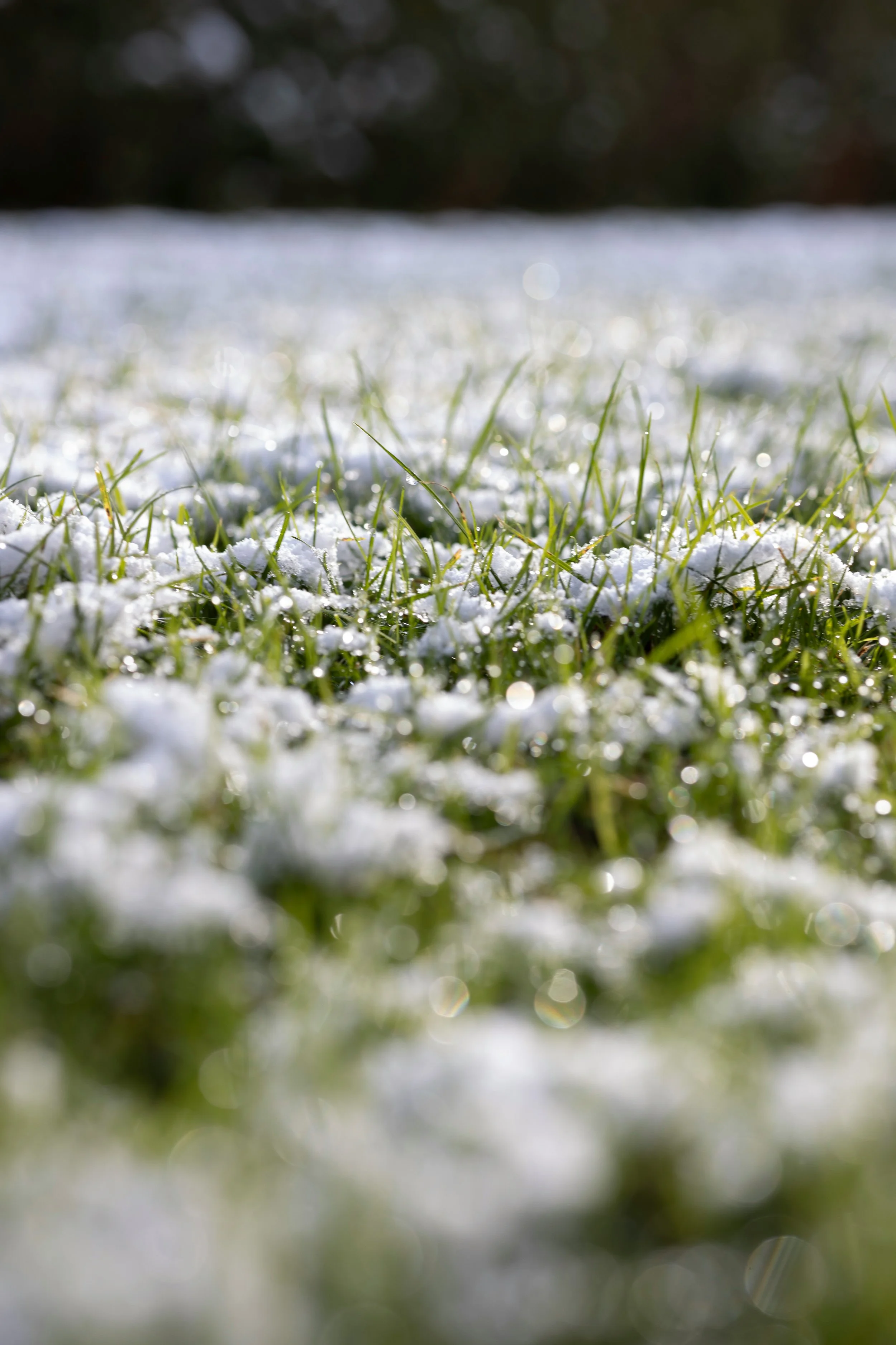 Simple Ways to Protect Your Yard Through the Winter Months