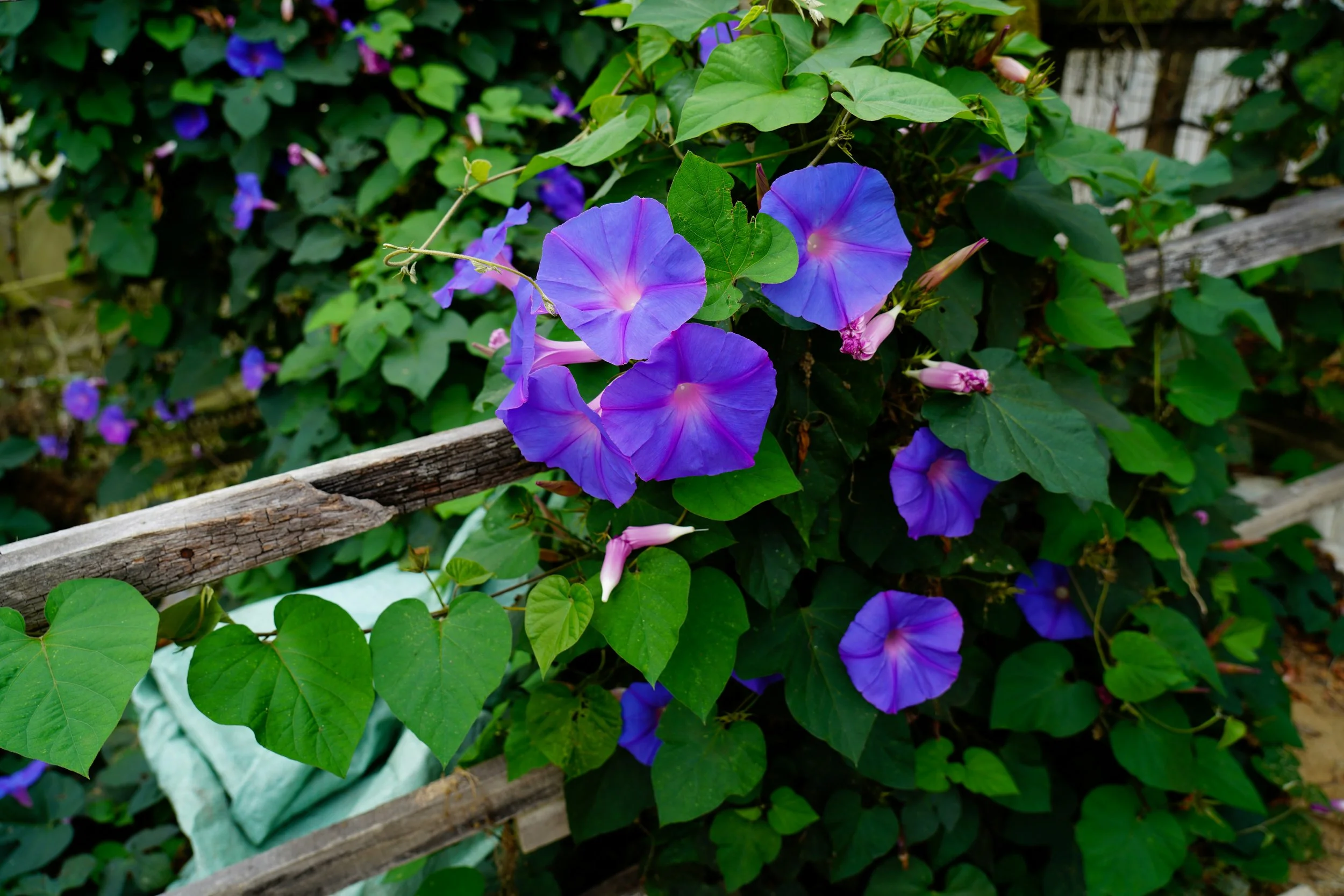 6 Climbing Vines and Flowers That Flourish in Containers