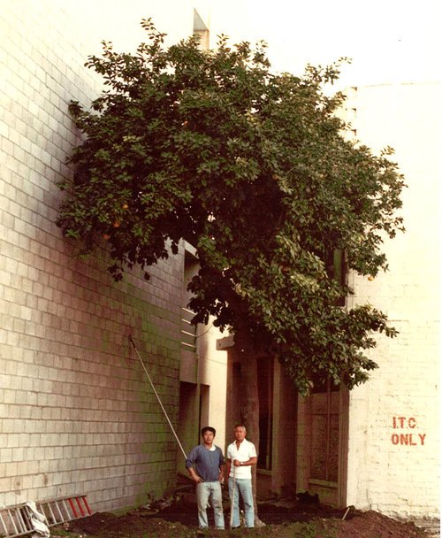 1985 - Old grapefruit tree on Azusa Street in Little Tokyo