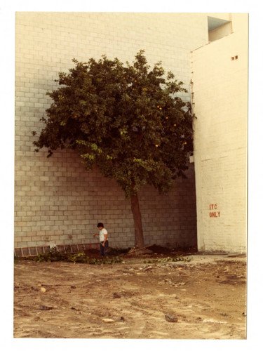 1985: Old grapefruit tree on Azusa Street in Little Tokyo