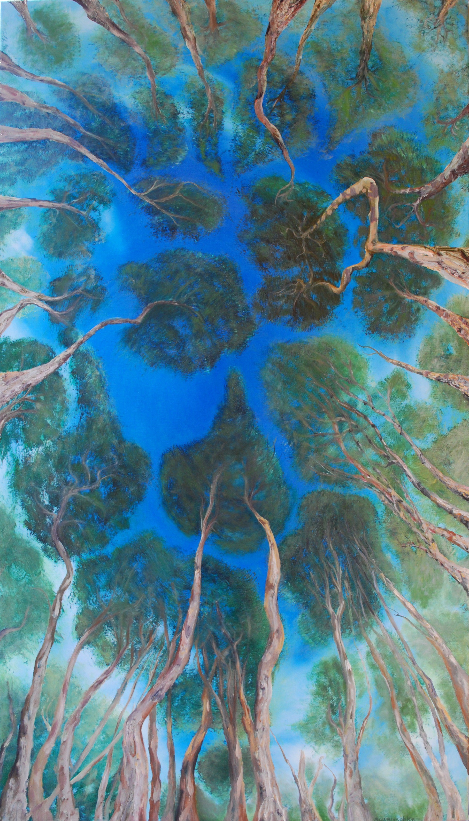 Narawntapu Melaleuca