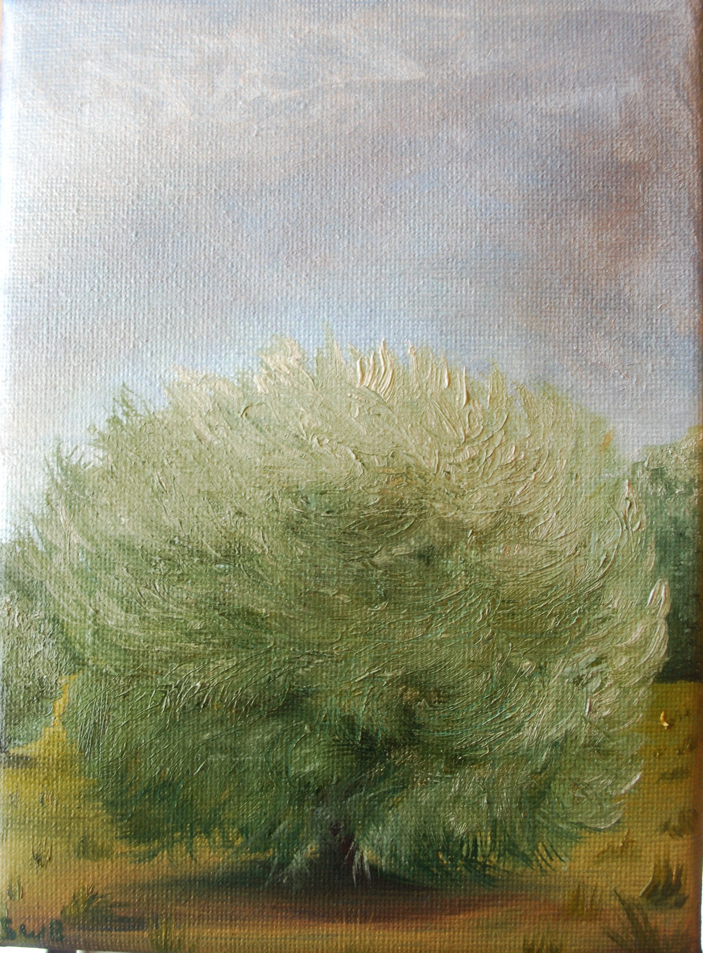 Maria Island She Oak #3