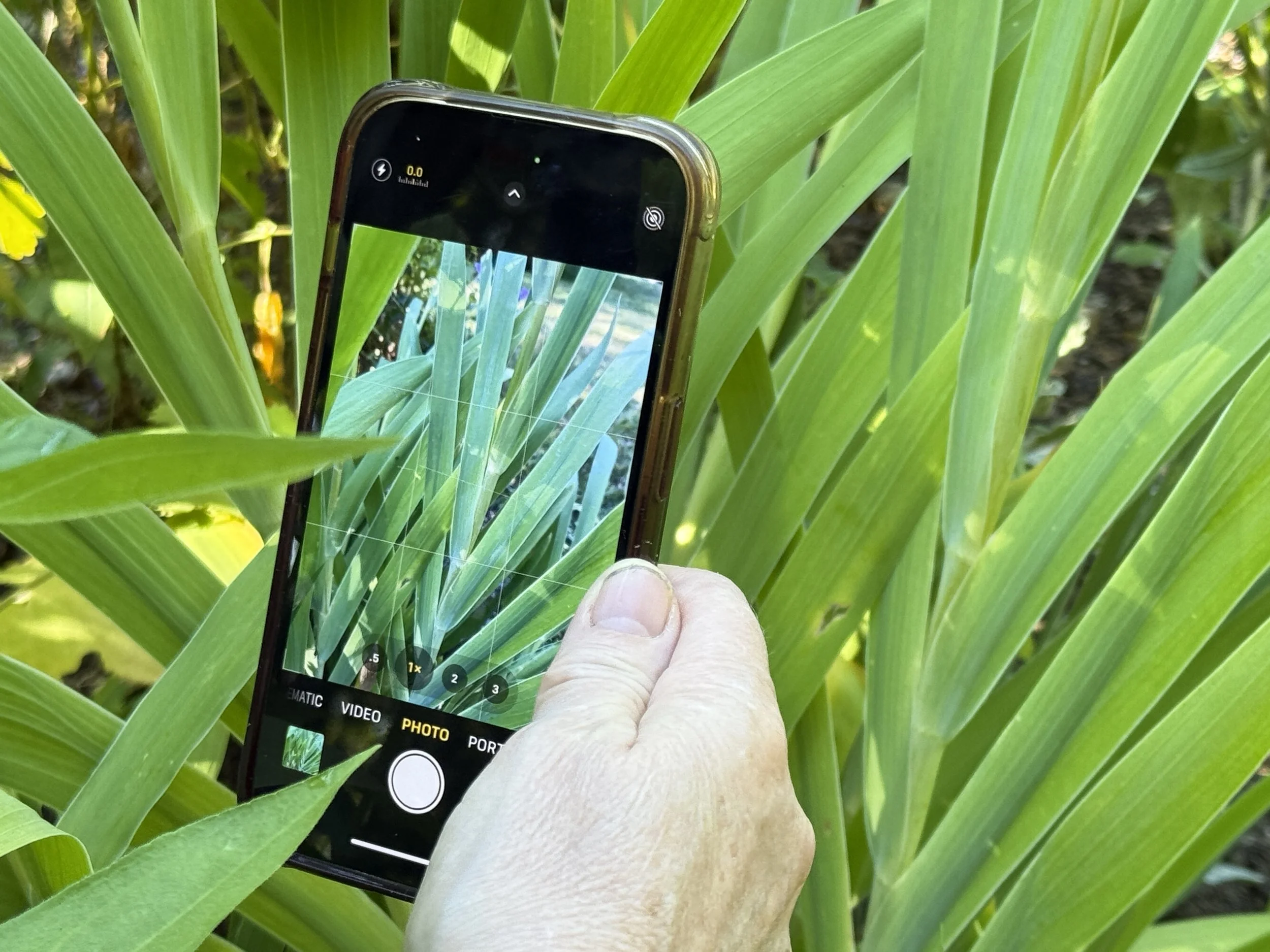 an artist taking a photo in the garden