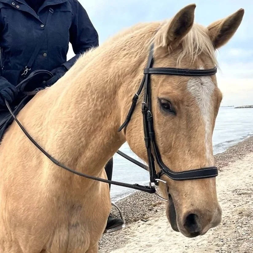 Equine Vital Signs and Common Emergencies Clinic