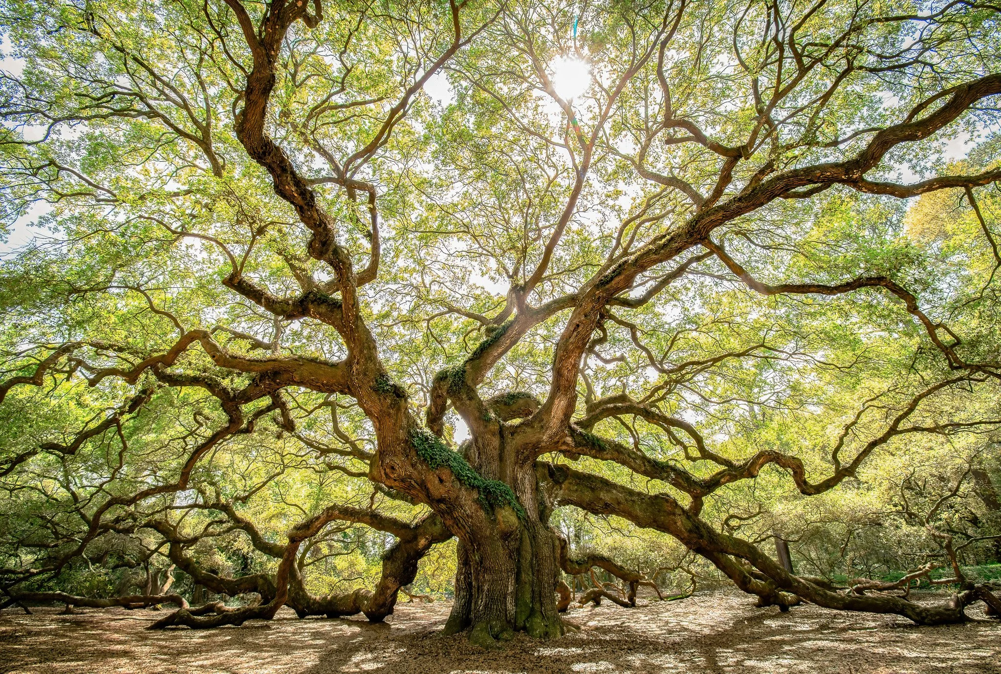 Angel Oak