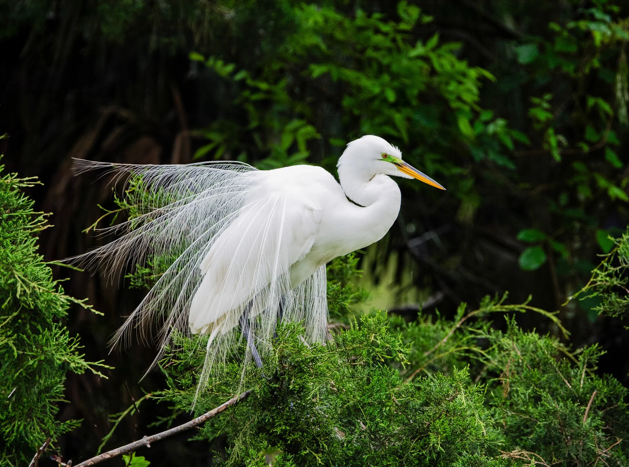Great White Egret
