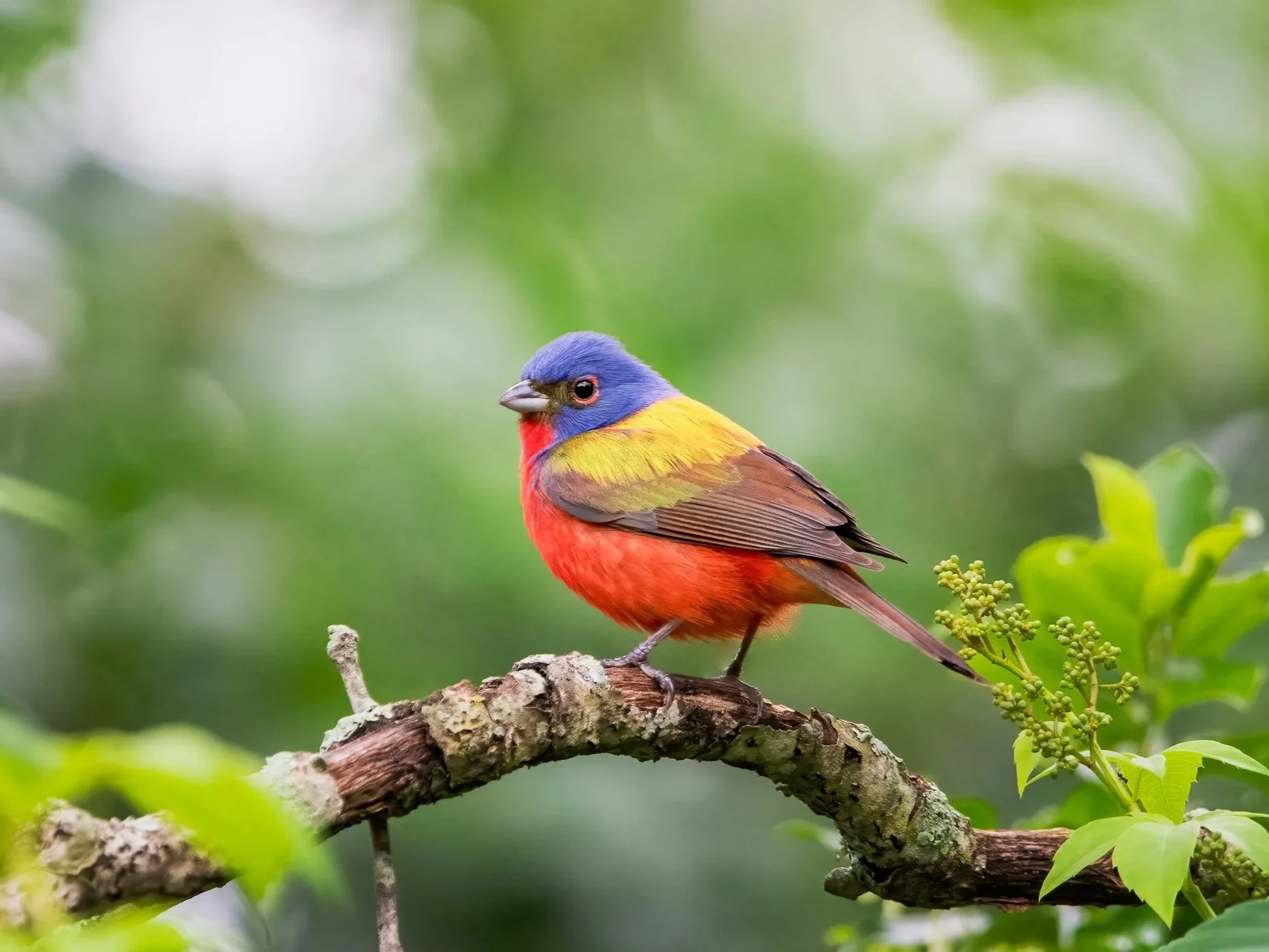 Colorful bird with blue head, red chest, yellow and brown wings, perched on a tree branch amidst green foliage, with a blurred green background.