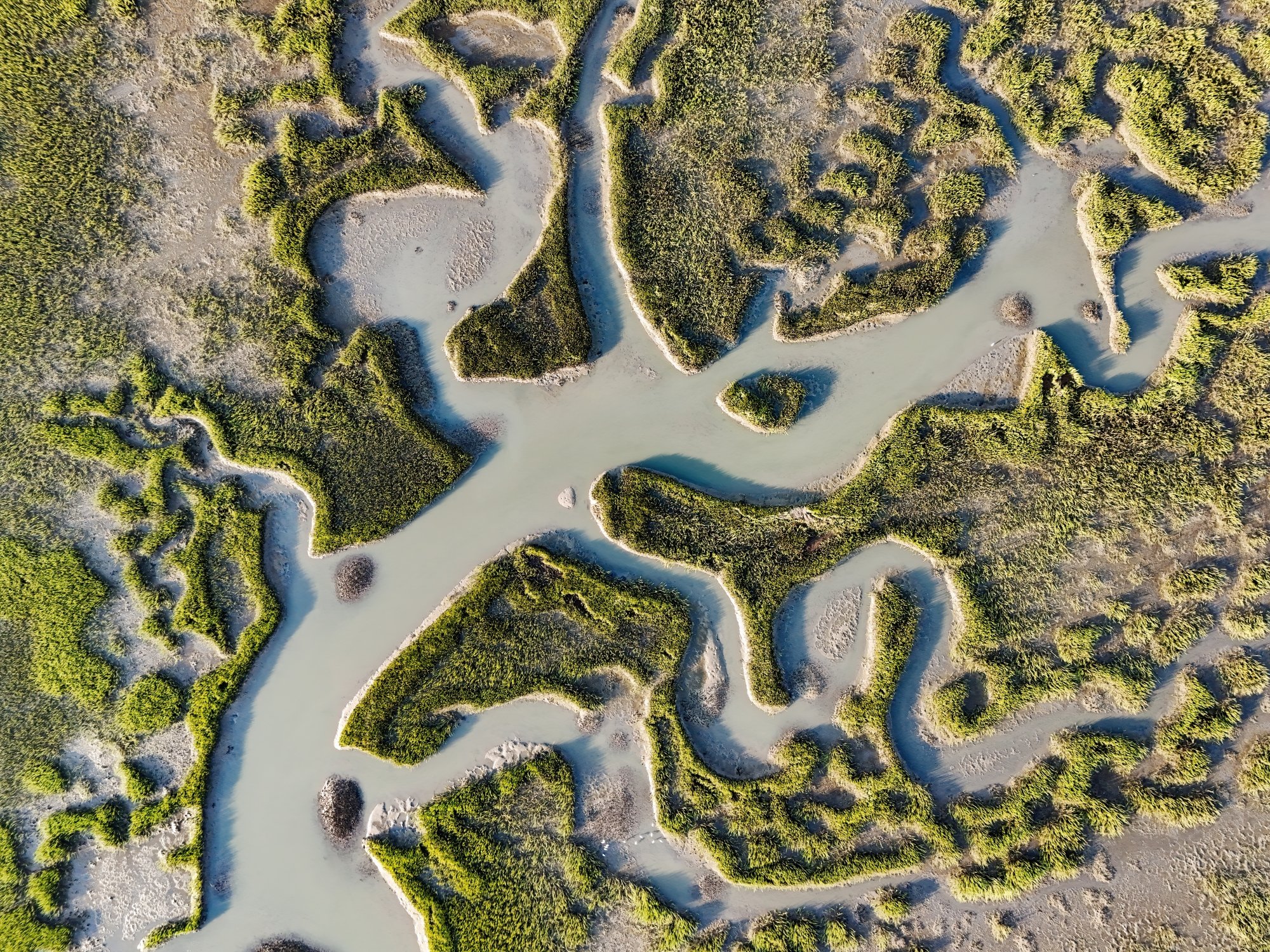 Merrels Inlet Marsh.jpg