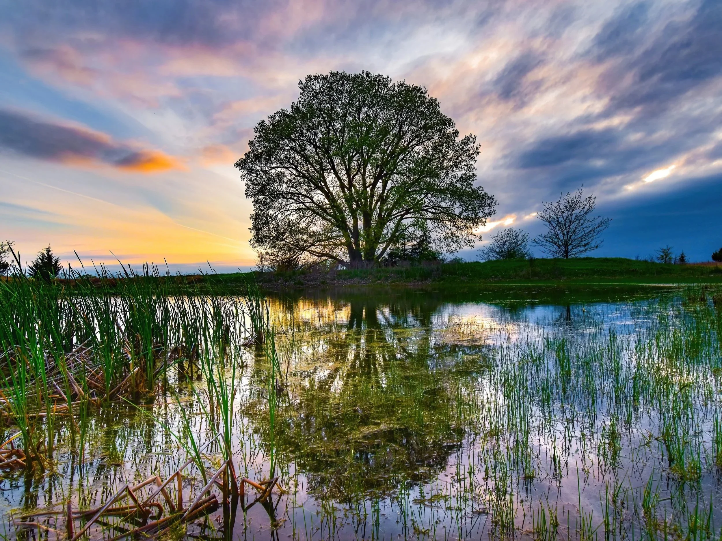 A scenic view of a pond or small lake with tall grass in the foreground, a large tree near the water, and a colorful sky with clouds and sunlight at sunset in the background.