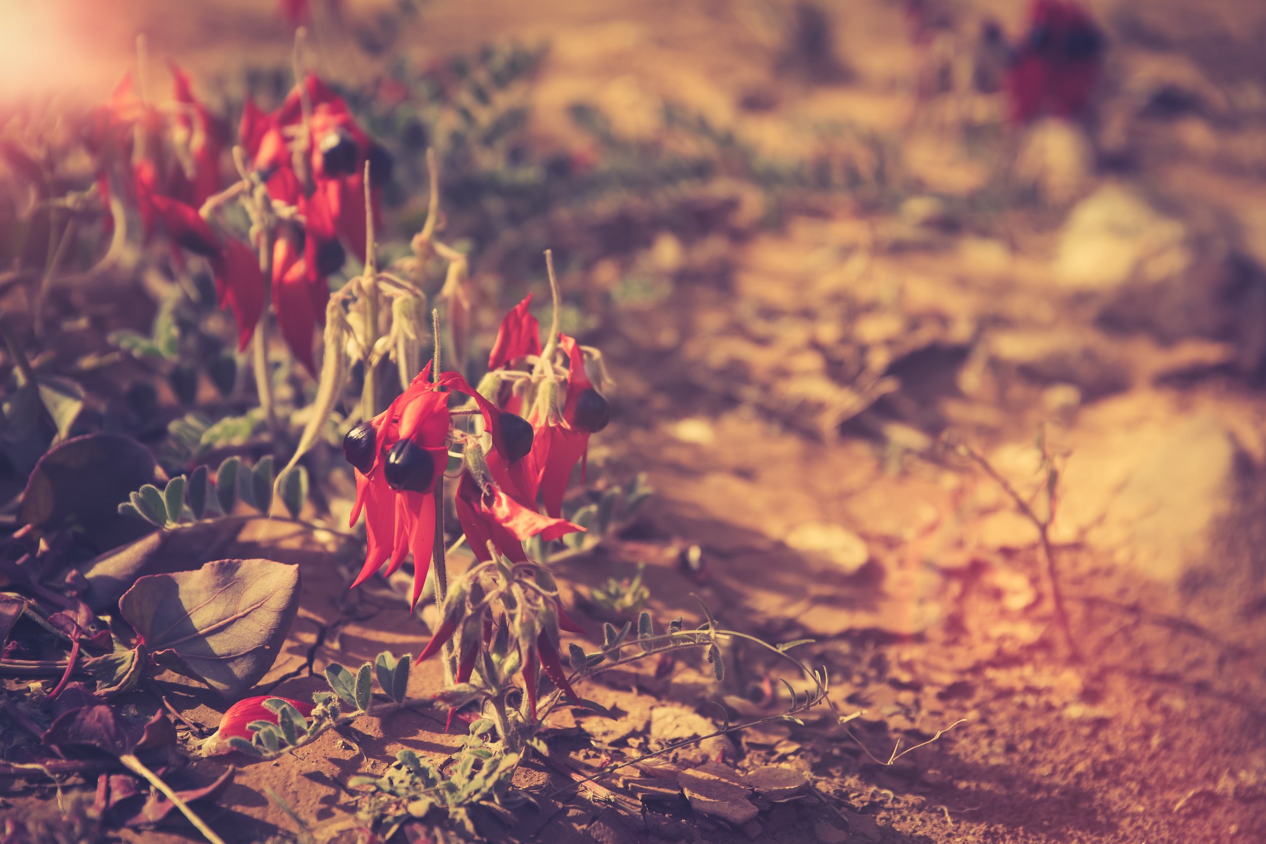 Sturt Desert Pea at sunrise, Arkaroola South Australia