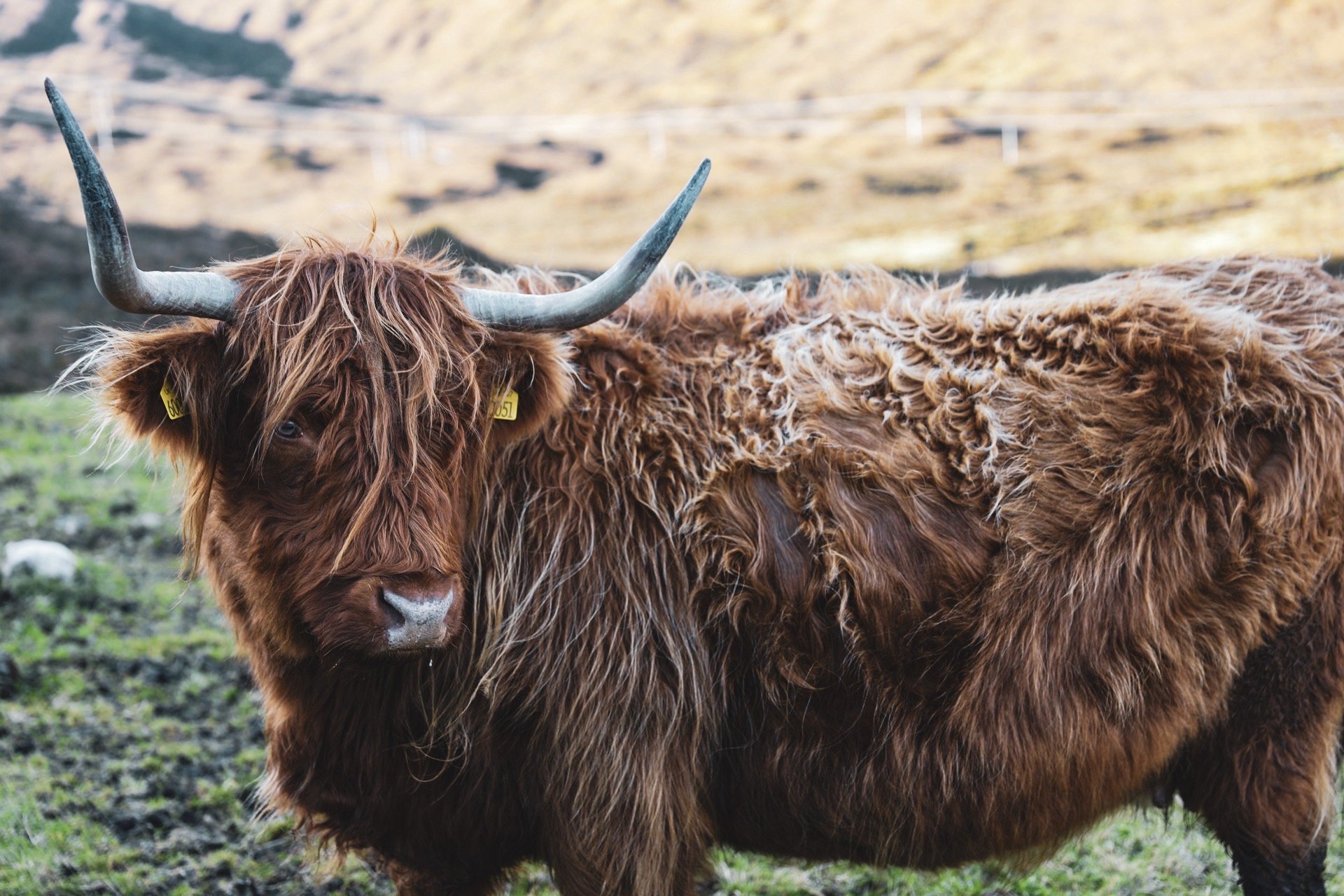 Highland Cow, Isle of Skye, Scotland
