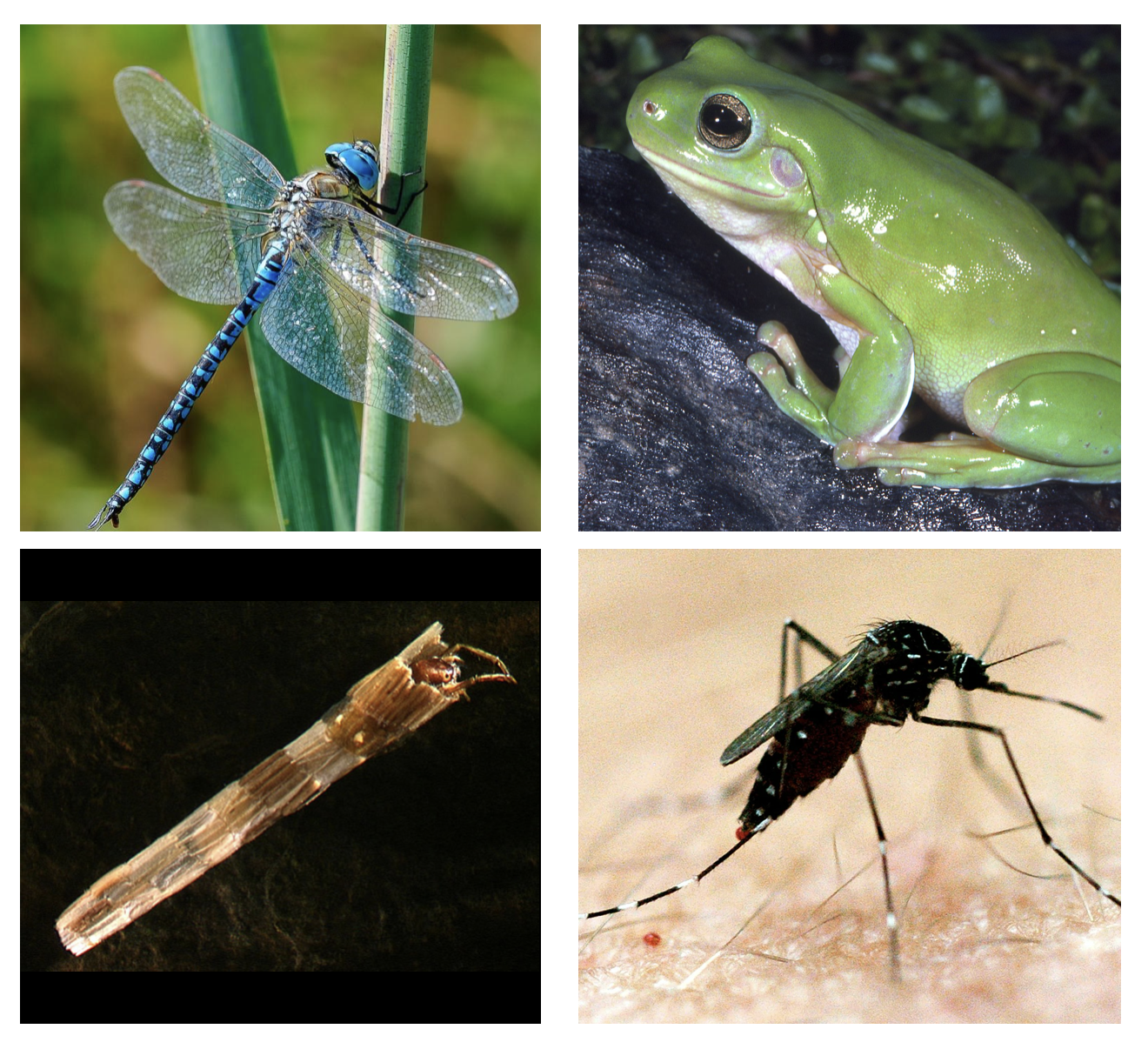 Macroinvertebrates