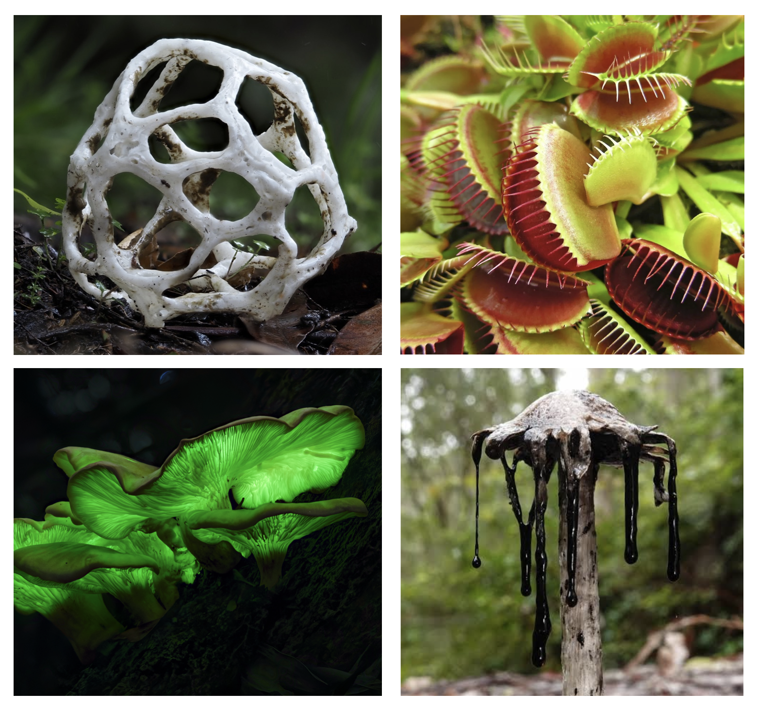 Decomposers