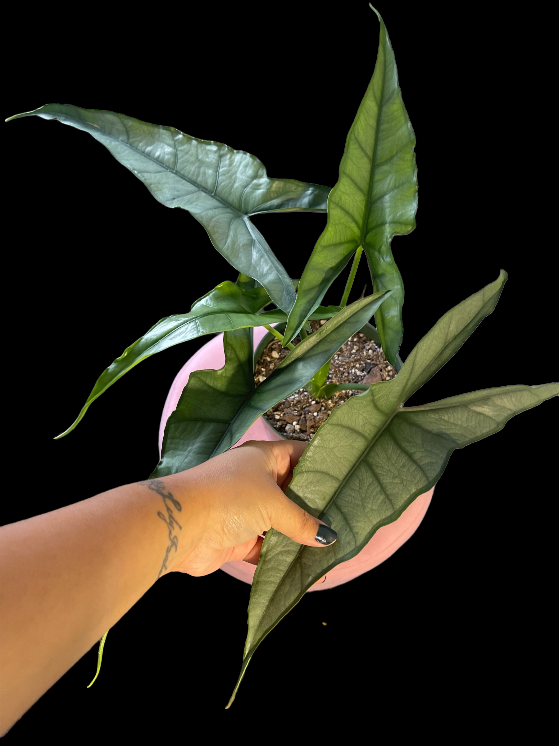 D24CF7C0-3D3C-407B-966B-C610585E3CD8