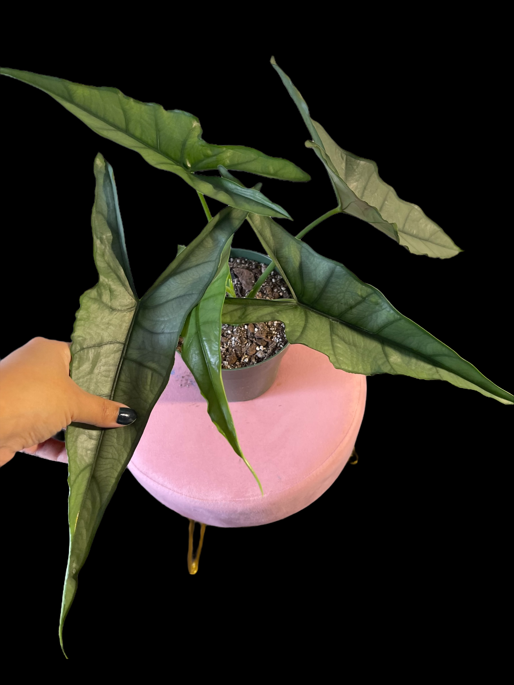 4FCC4B15-7306-45E2-8A3F-CB132A420154