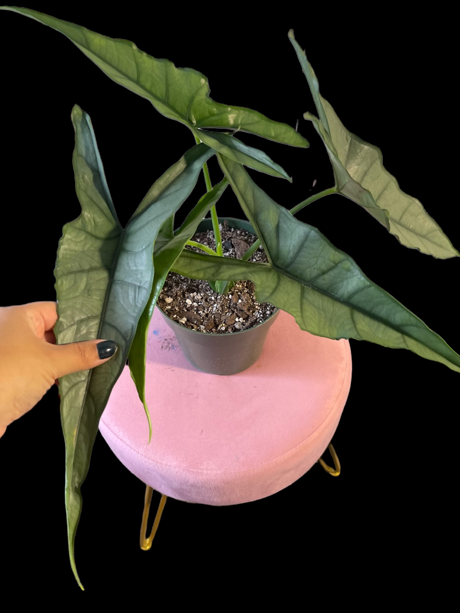 66D51413-9CD8-4EC3-90A5-A392FF4C6A51