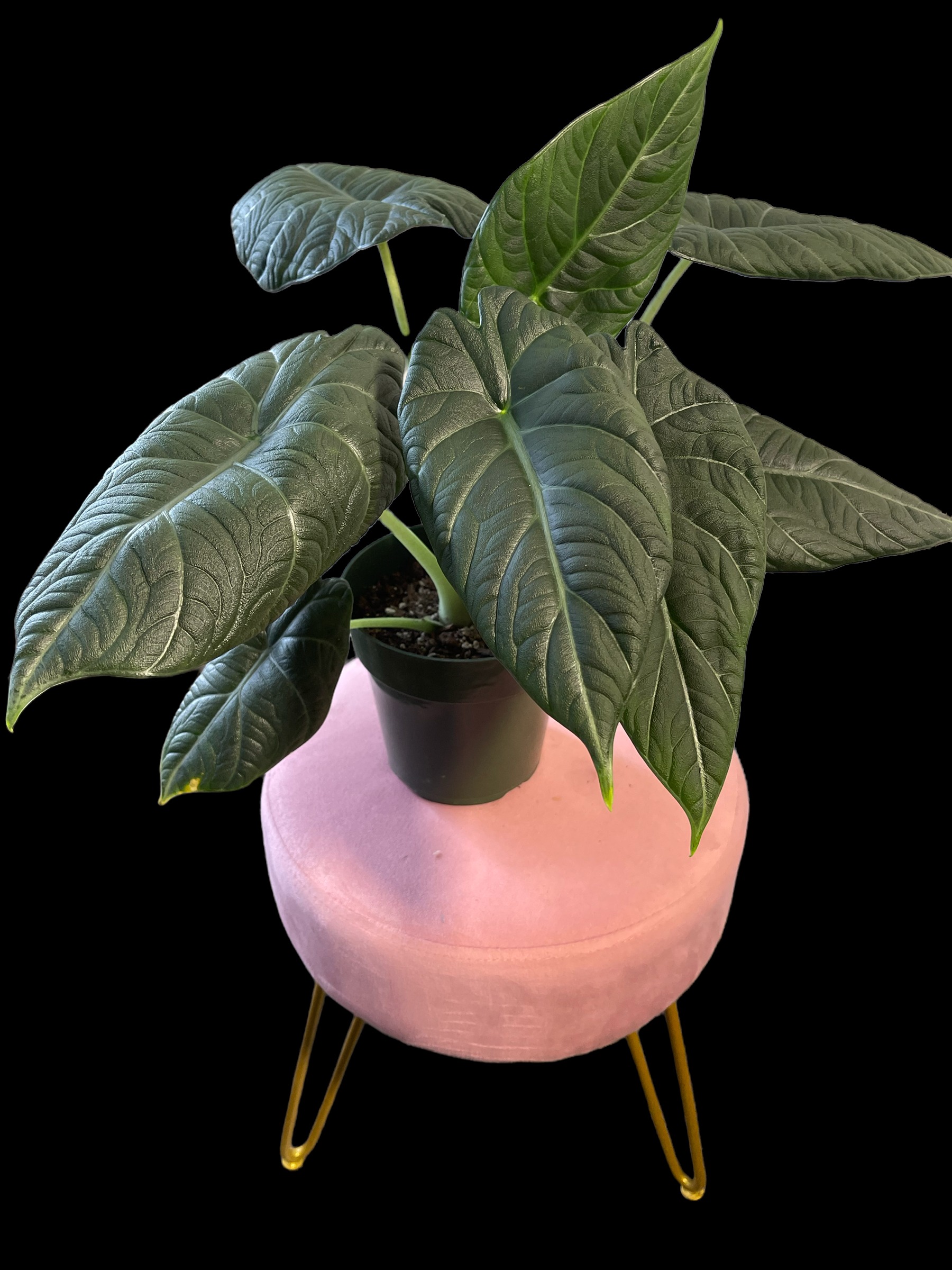 4C404F74-E5EB-438B-8856-6AF7EBBF0AC2