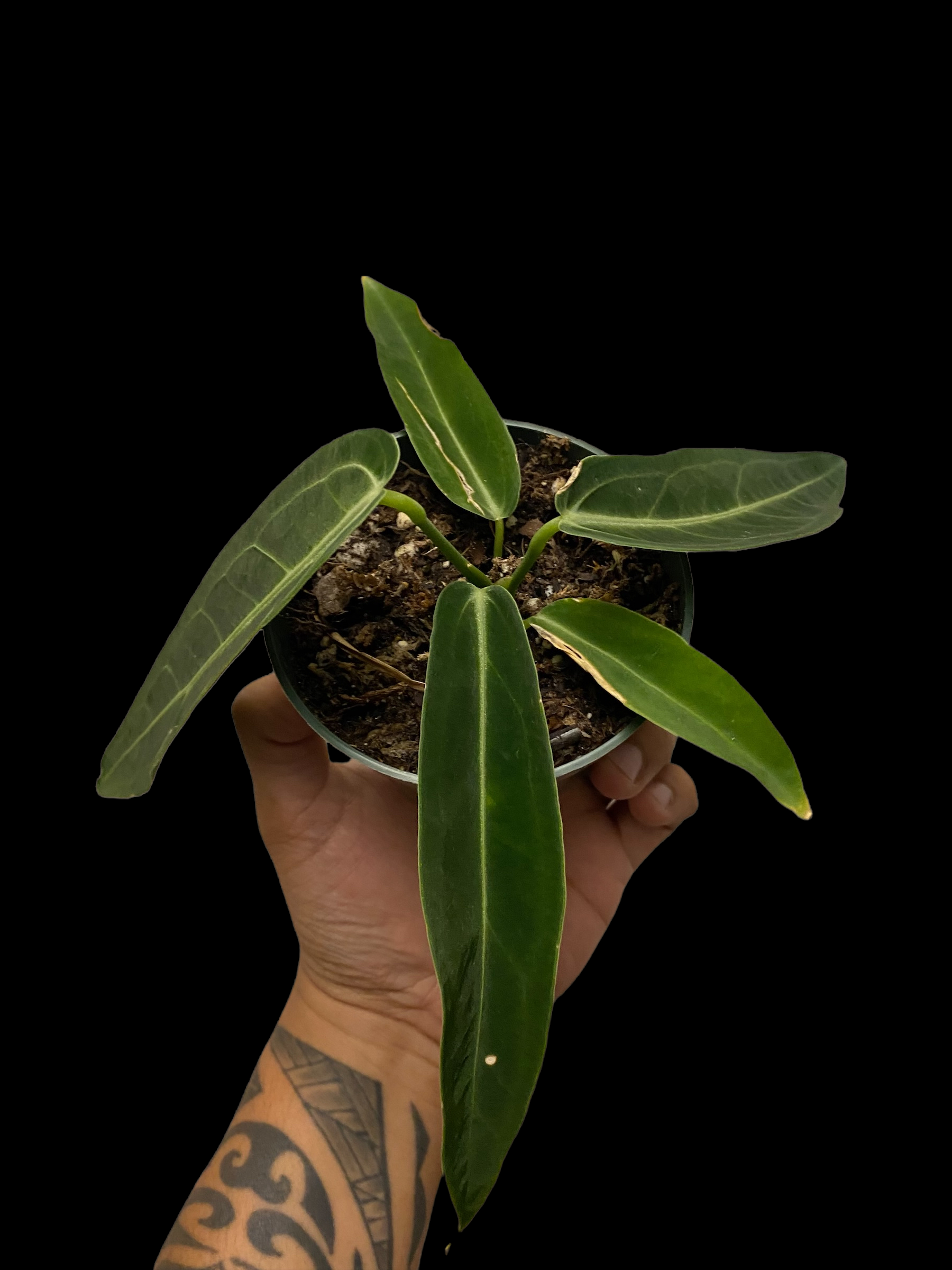 1C0C3677-F574-4F6F-A6E6-7CE479055D04