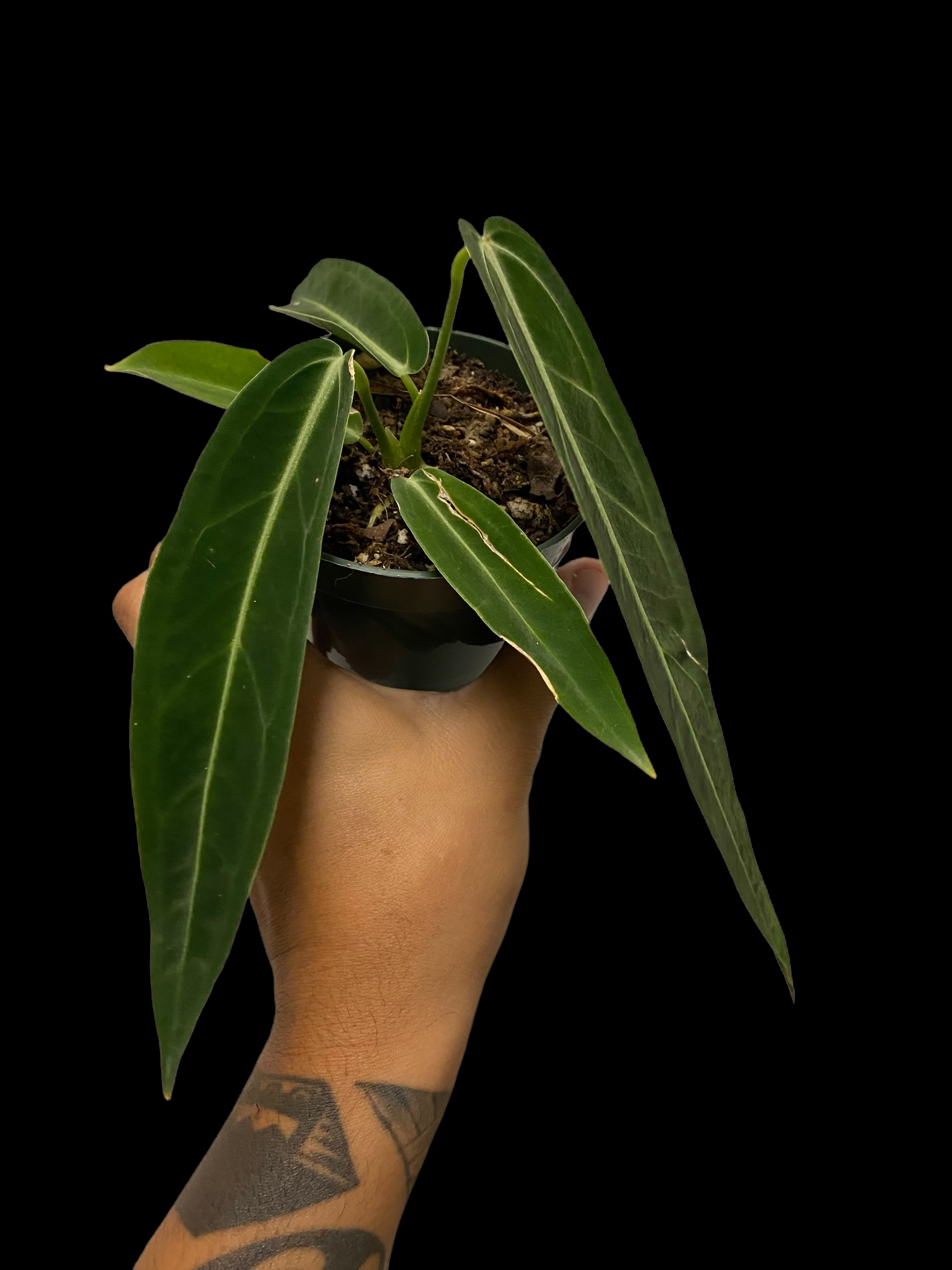 0D937DCA-543B-4A57-B385-47FA632EF2AE