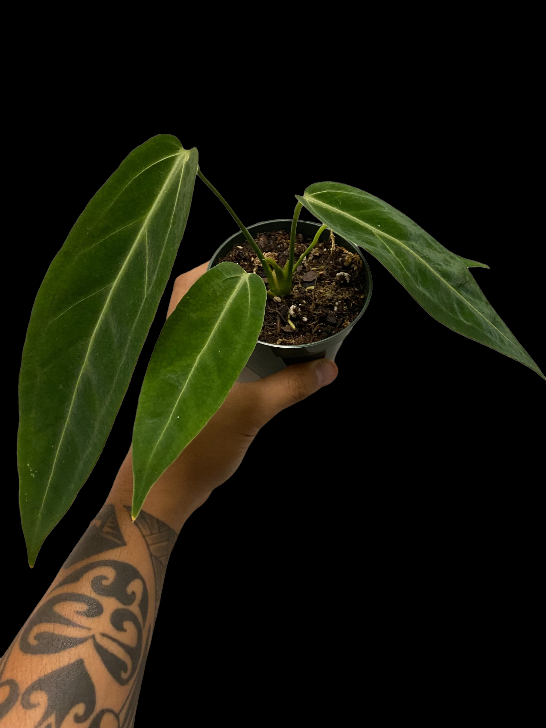 72605AD9-33F4-4A62-BBC6-2D263BB83F43