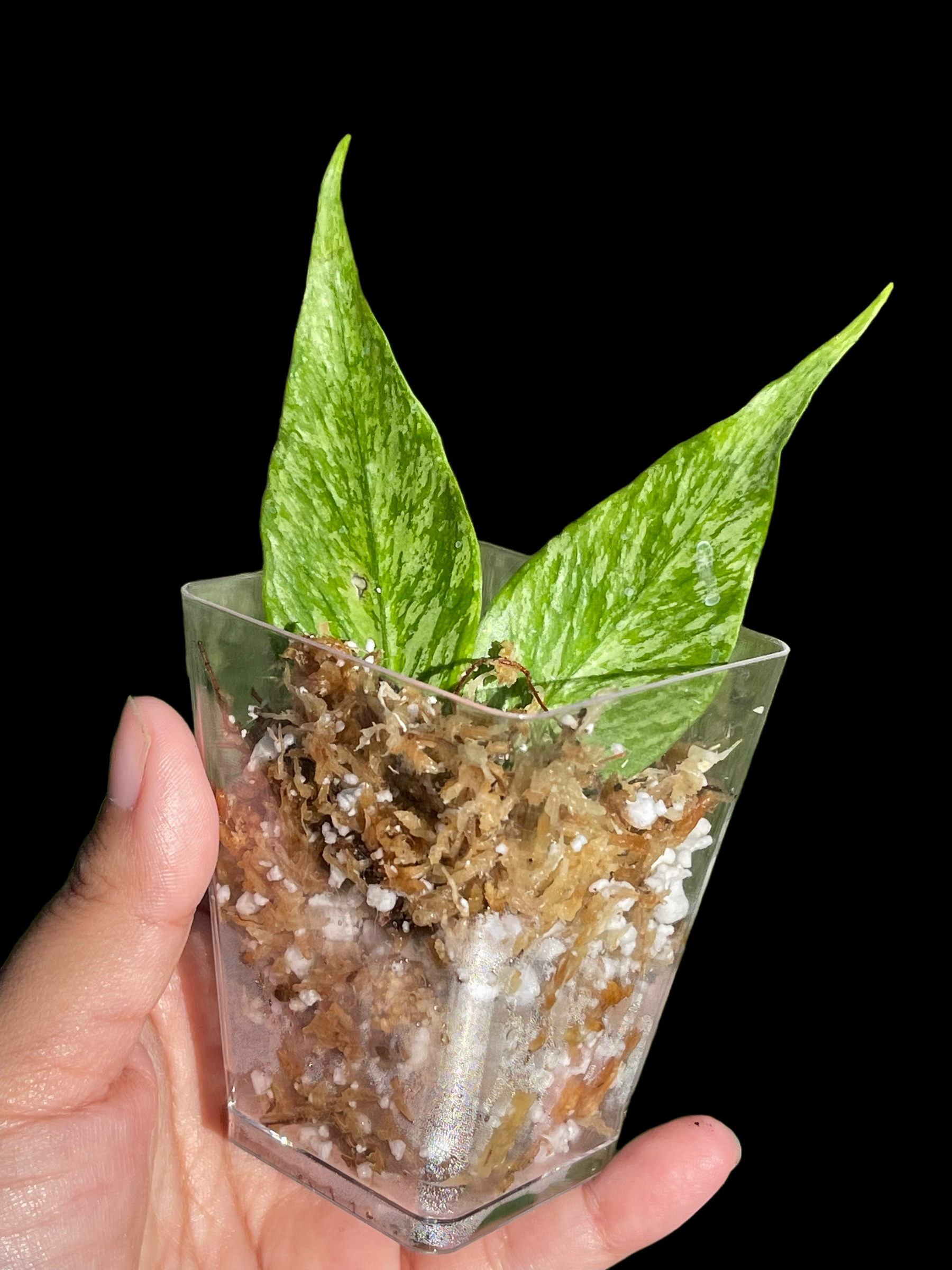 E610814C-0A69-4517-A146-7D0C51D7B9D9