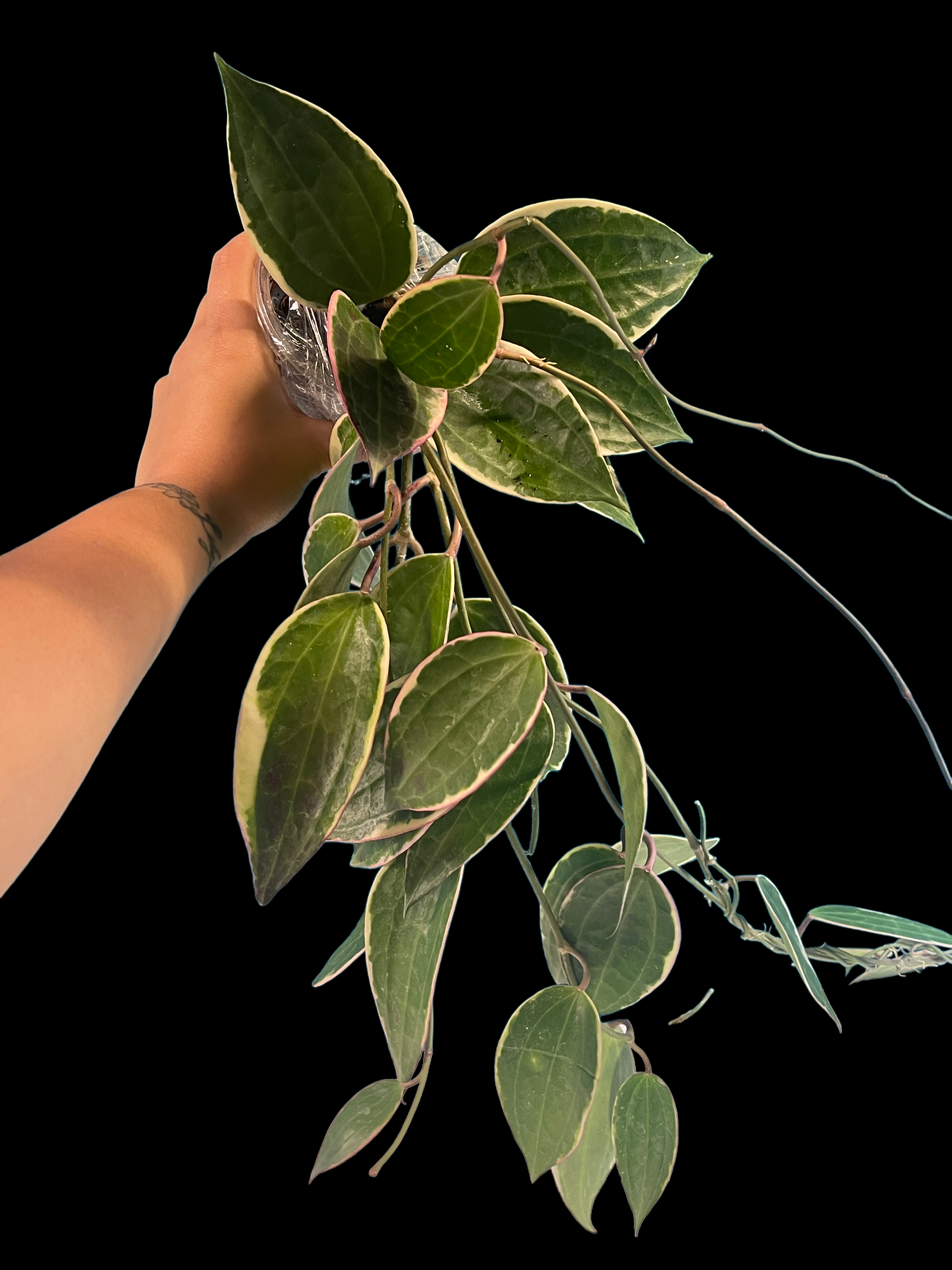 0E83906E-7A3E-41E3-AF4F-0F15EDE505DE