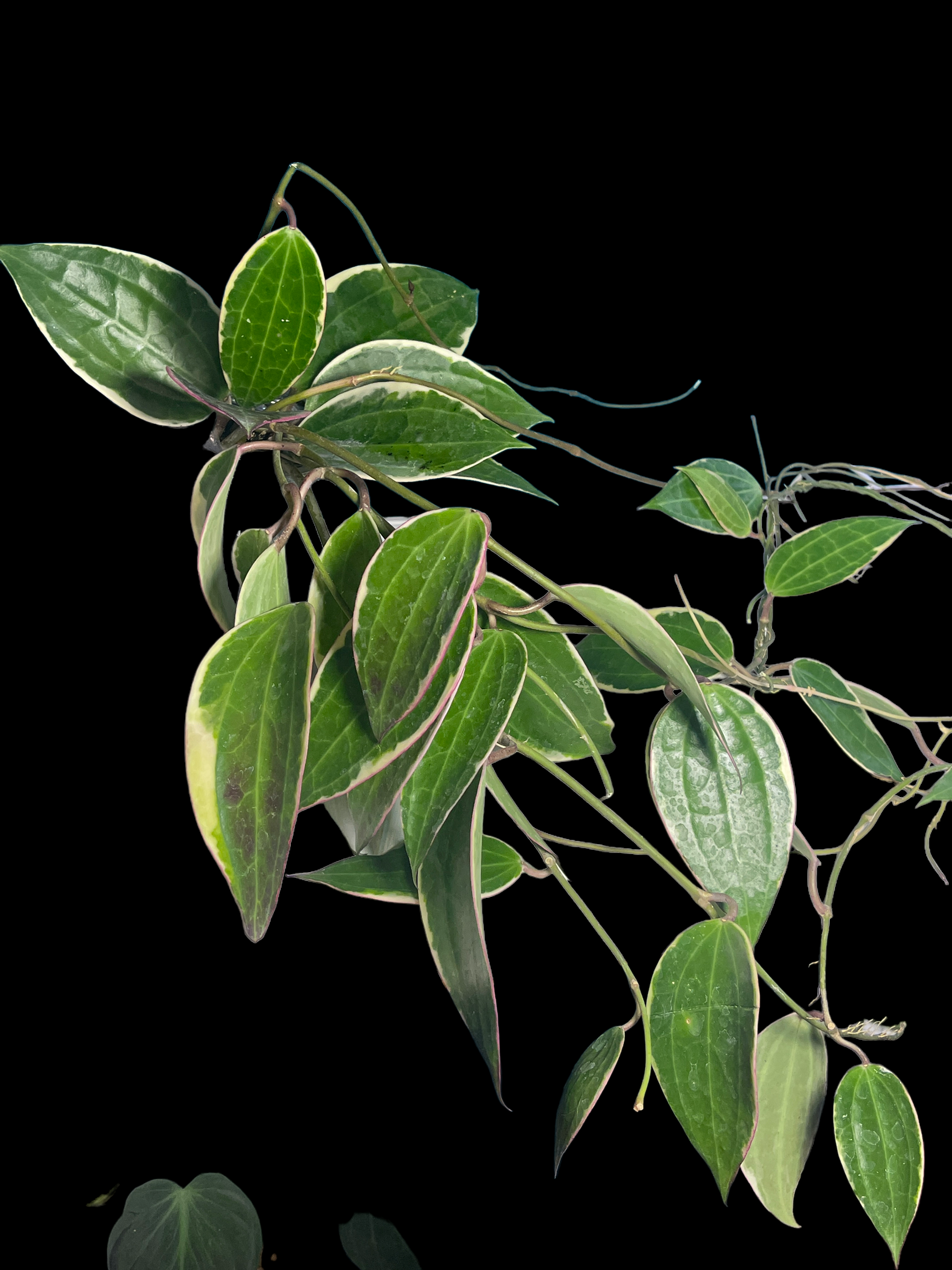 87EC58C1-CEE7-42F9-A936-20154F7C8102