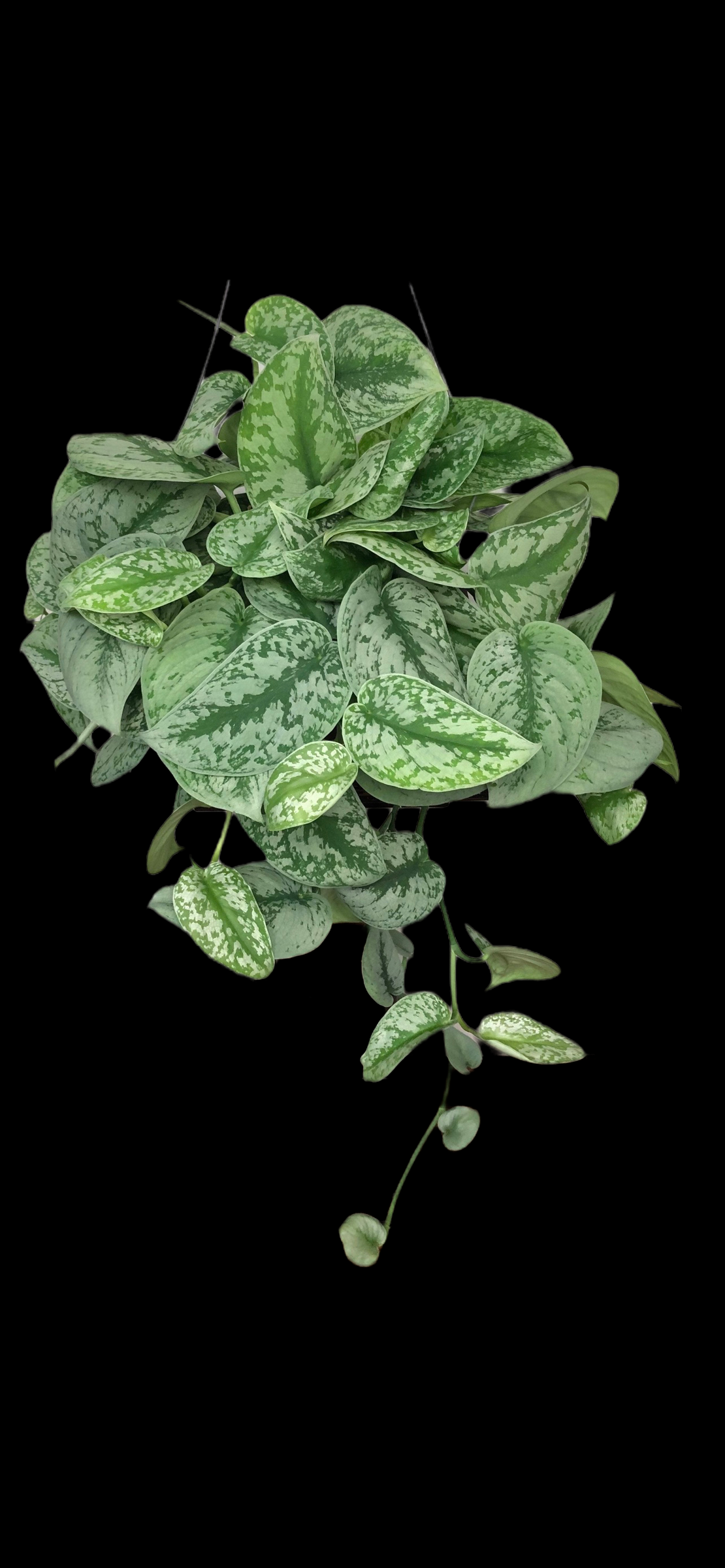 4E488B2B-AAE2-4DFC-8C34-8D2D284CE103