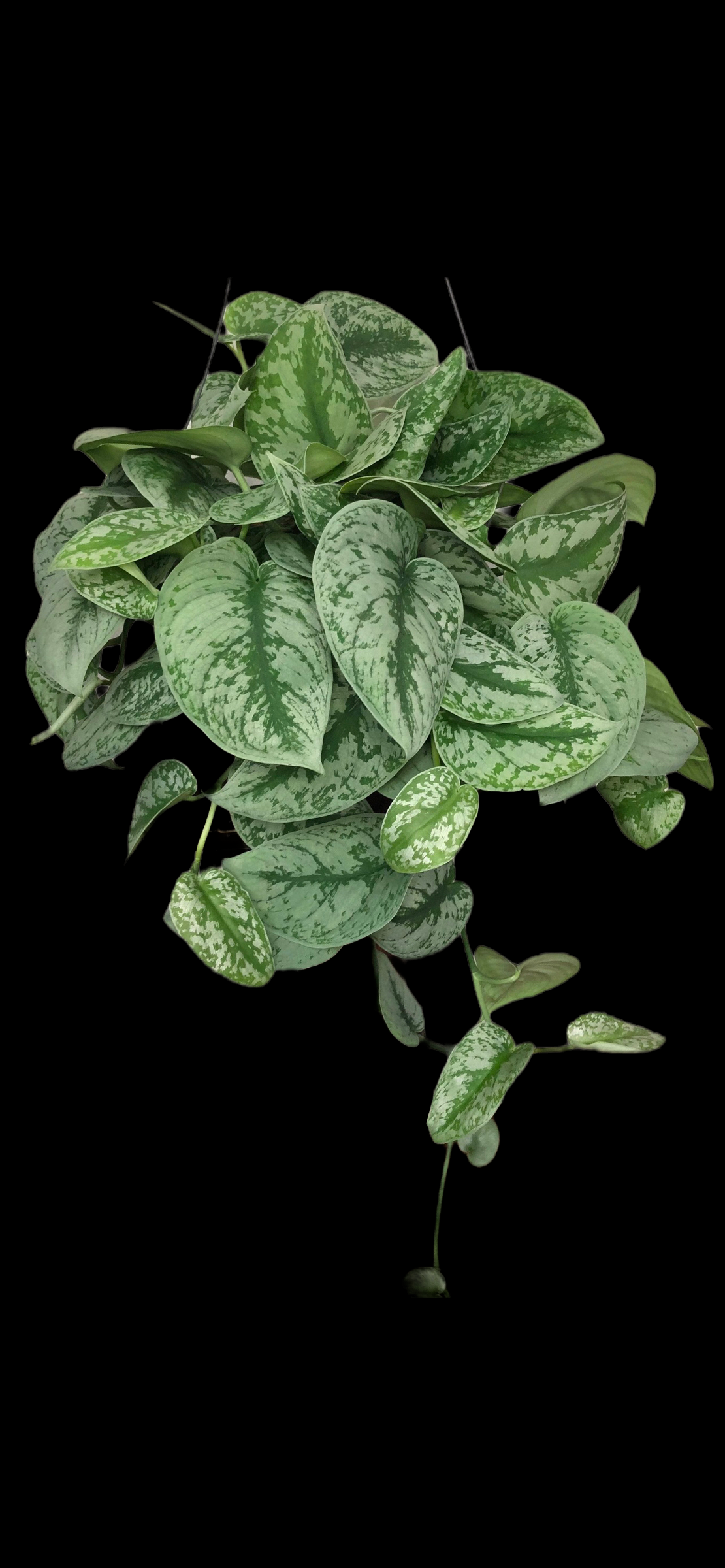 4524F683-D4F8-4A07-8E4F-2710C52DEEFB