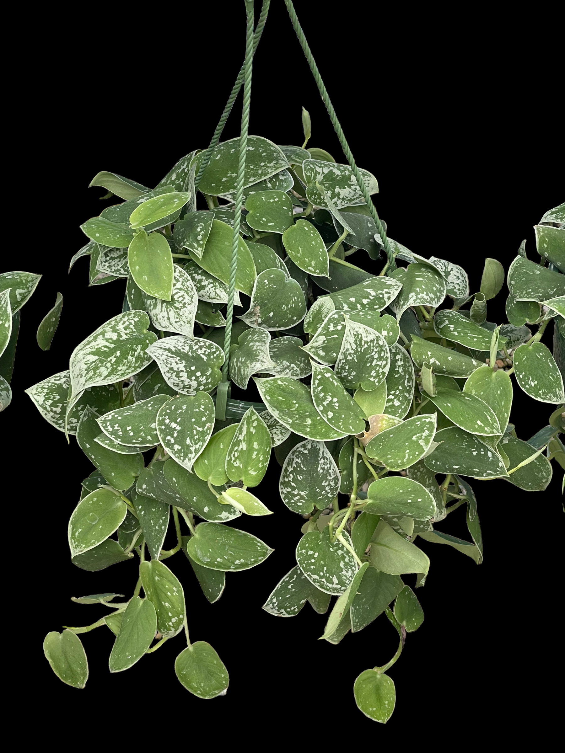 5B829788-3BBA-475A-A412-AB3F4A9AAC76