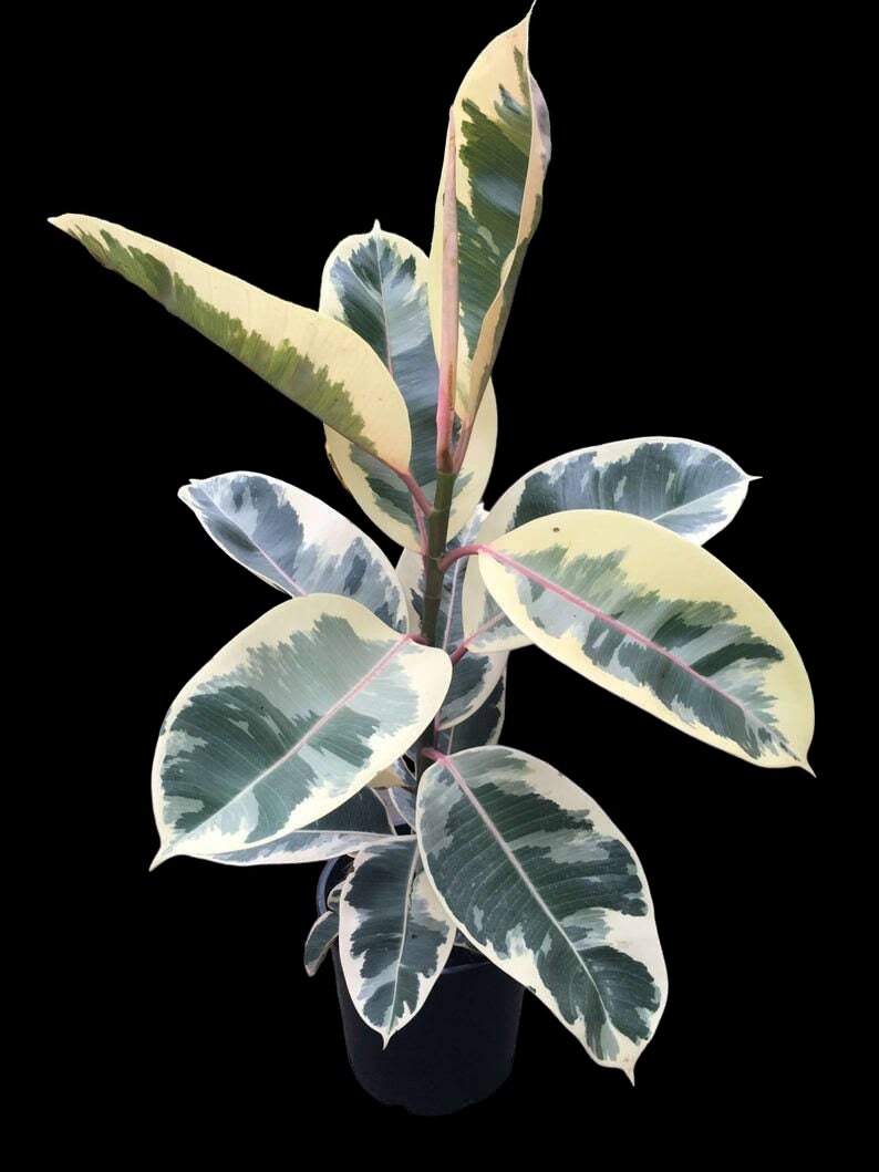 0BA75117-4184-444B-BC55-1F5C14F561DB